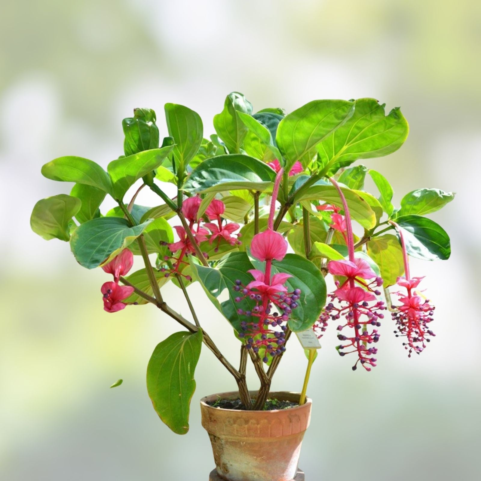 Royal Chandelier Medinilla Plant | Live Well Rooted Starter | Rare Exotic Medinilla magnifica | Ornamental Indoor Plant