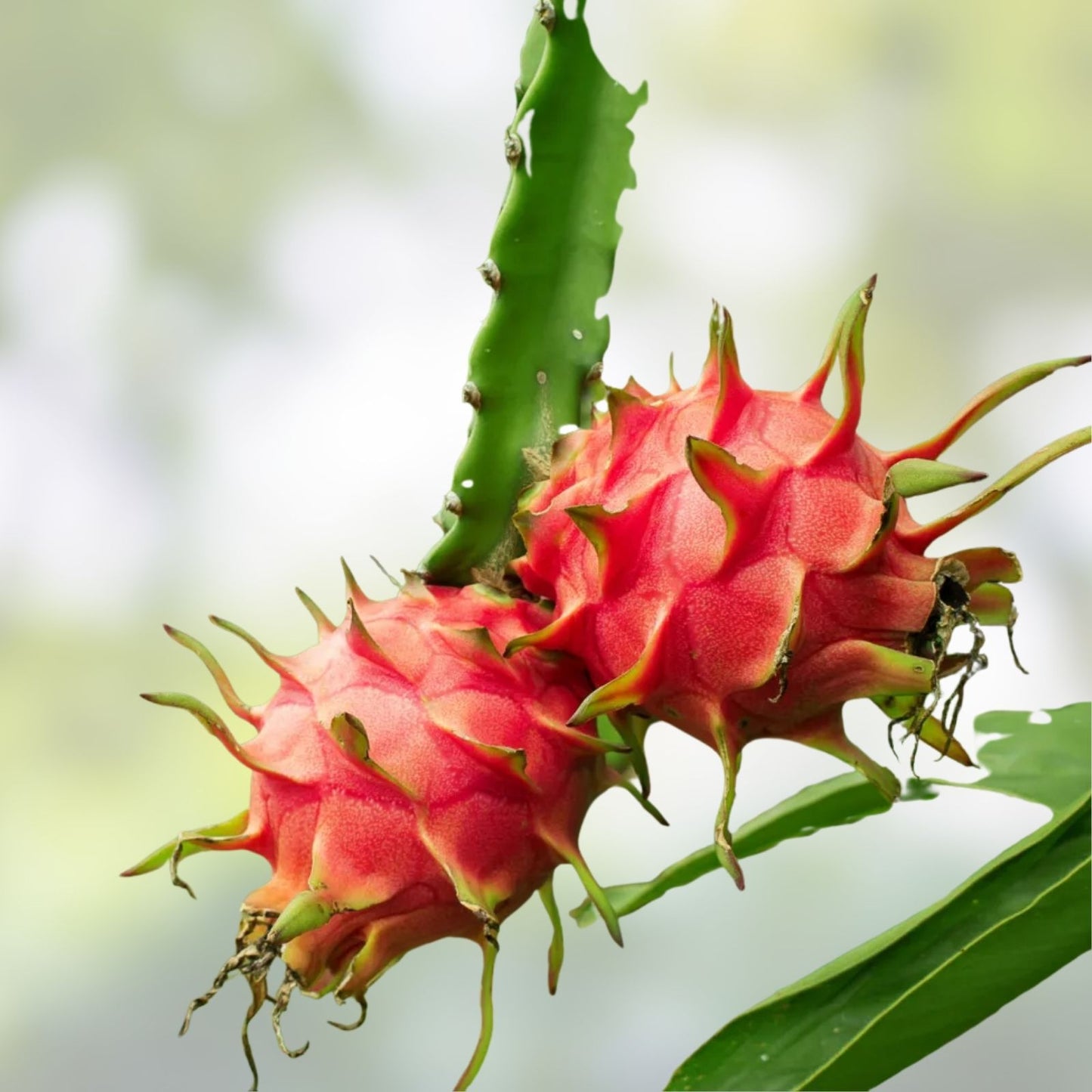 Dragon Fruit Cutting JESSÉLLE - High-Quality Propagation Material for Gardening - Hylocereus undatus