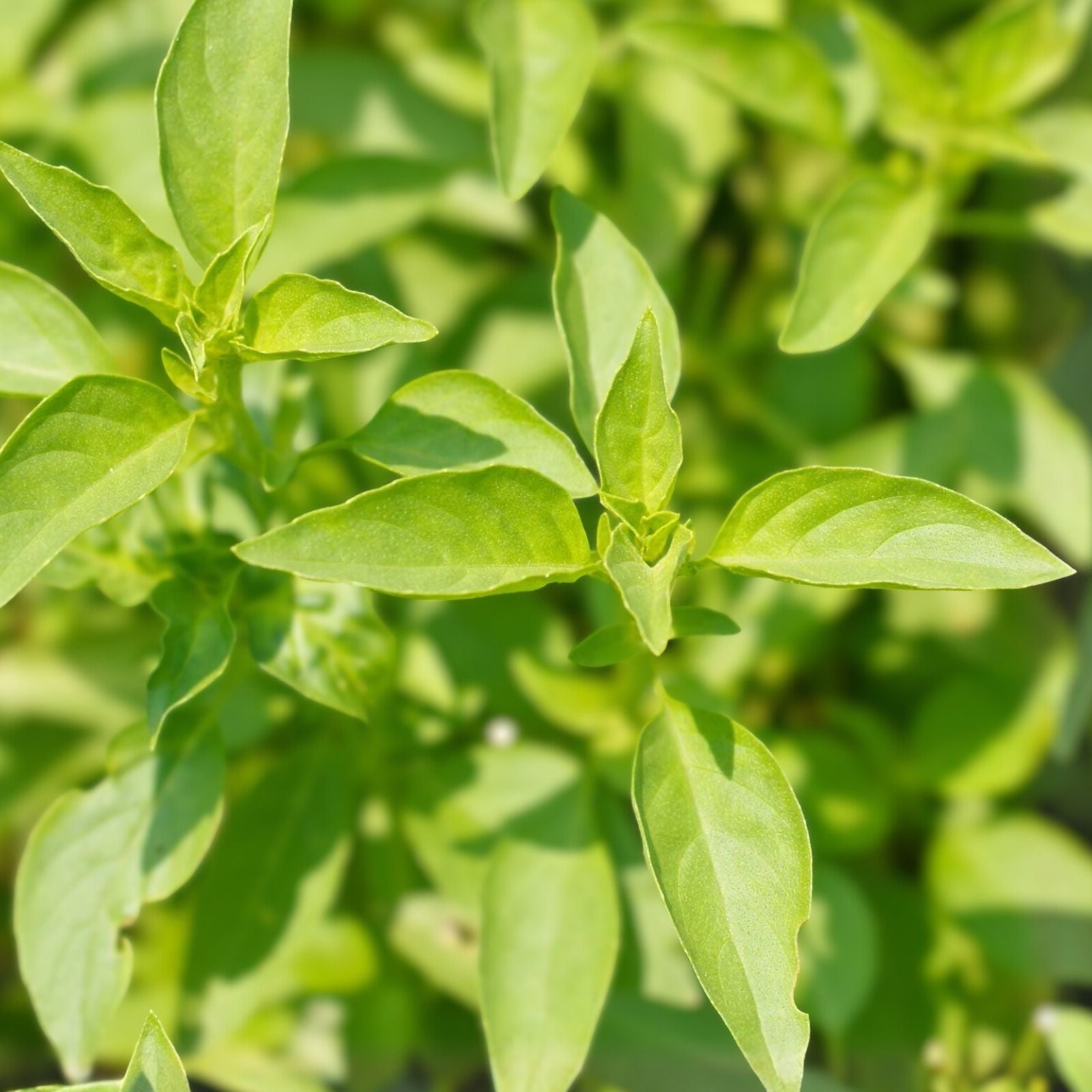 Lemon Basil Seeds 200 Count Non-GMO Culinary Herb for Cooking Ocimum basilicum