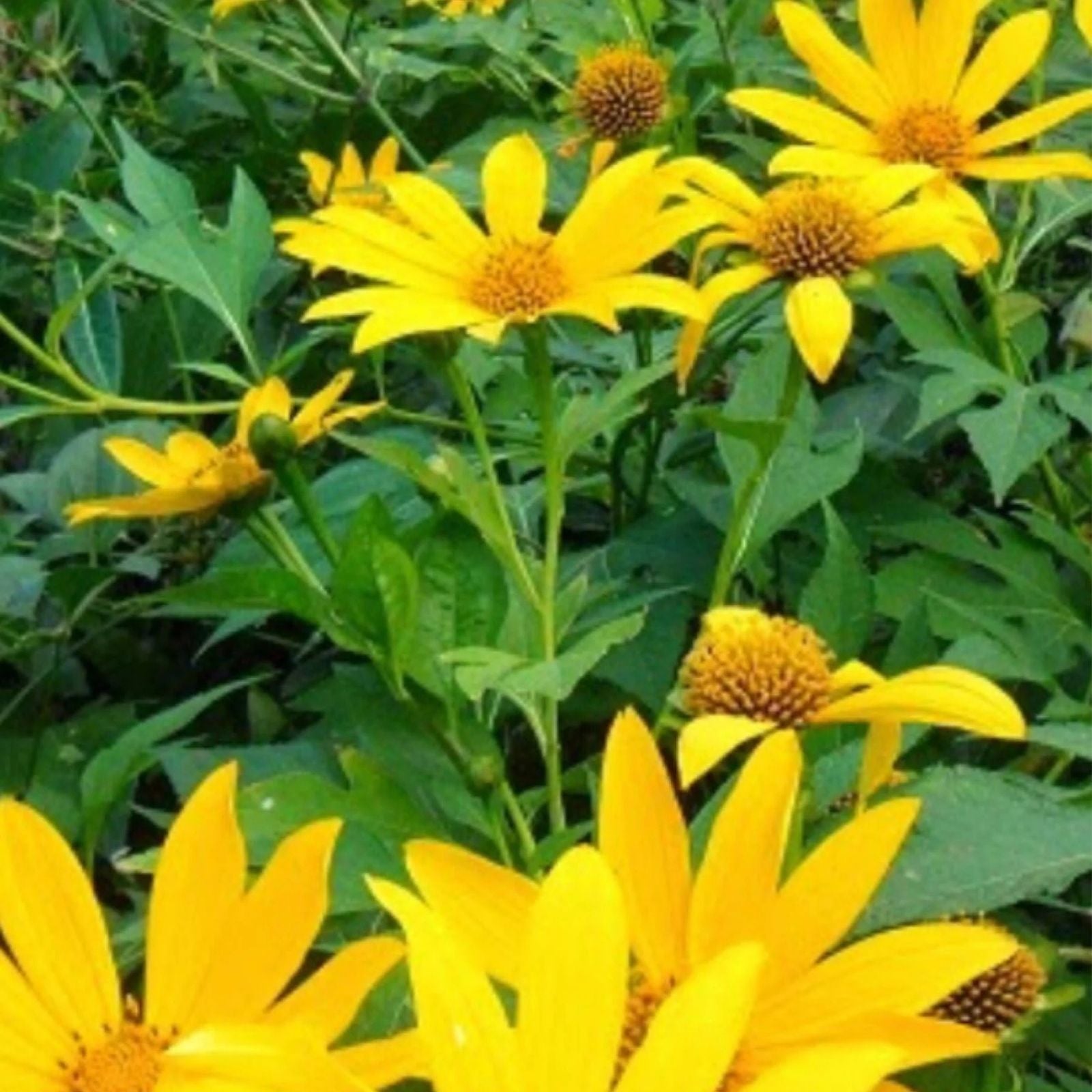 Organic Mexican Sunflower Cuttings 10 Fresh Tithonia diversifolia Perennial Plant, USA Grown