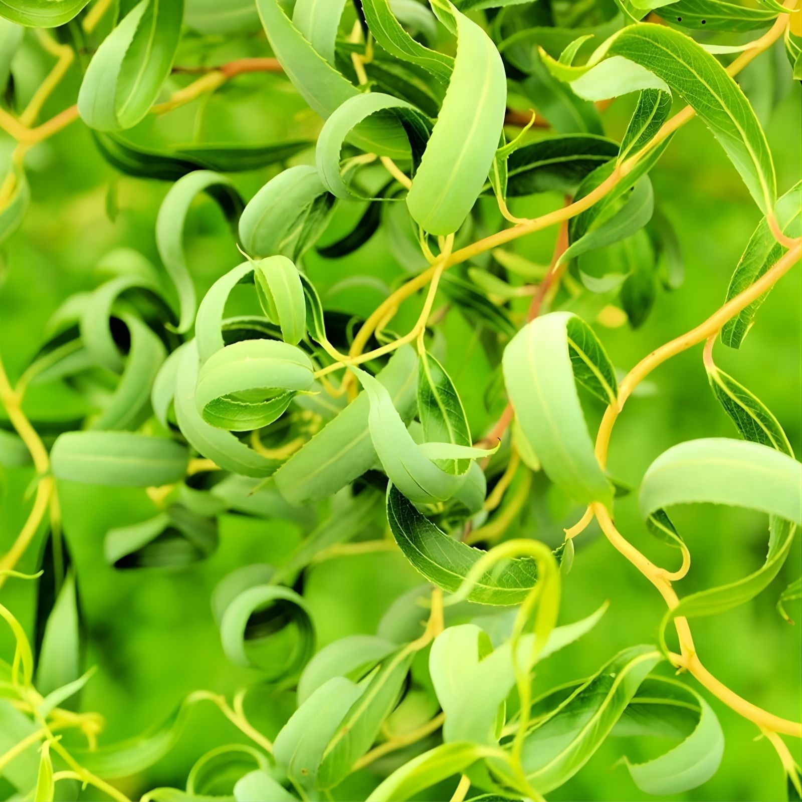 Green Curly Willow Trees 4 Pack - Fast Growing Exotic Plants for Bonsai Gardens Landscapes Salix matsudana