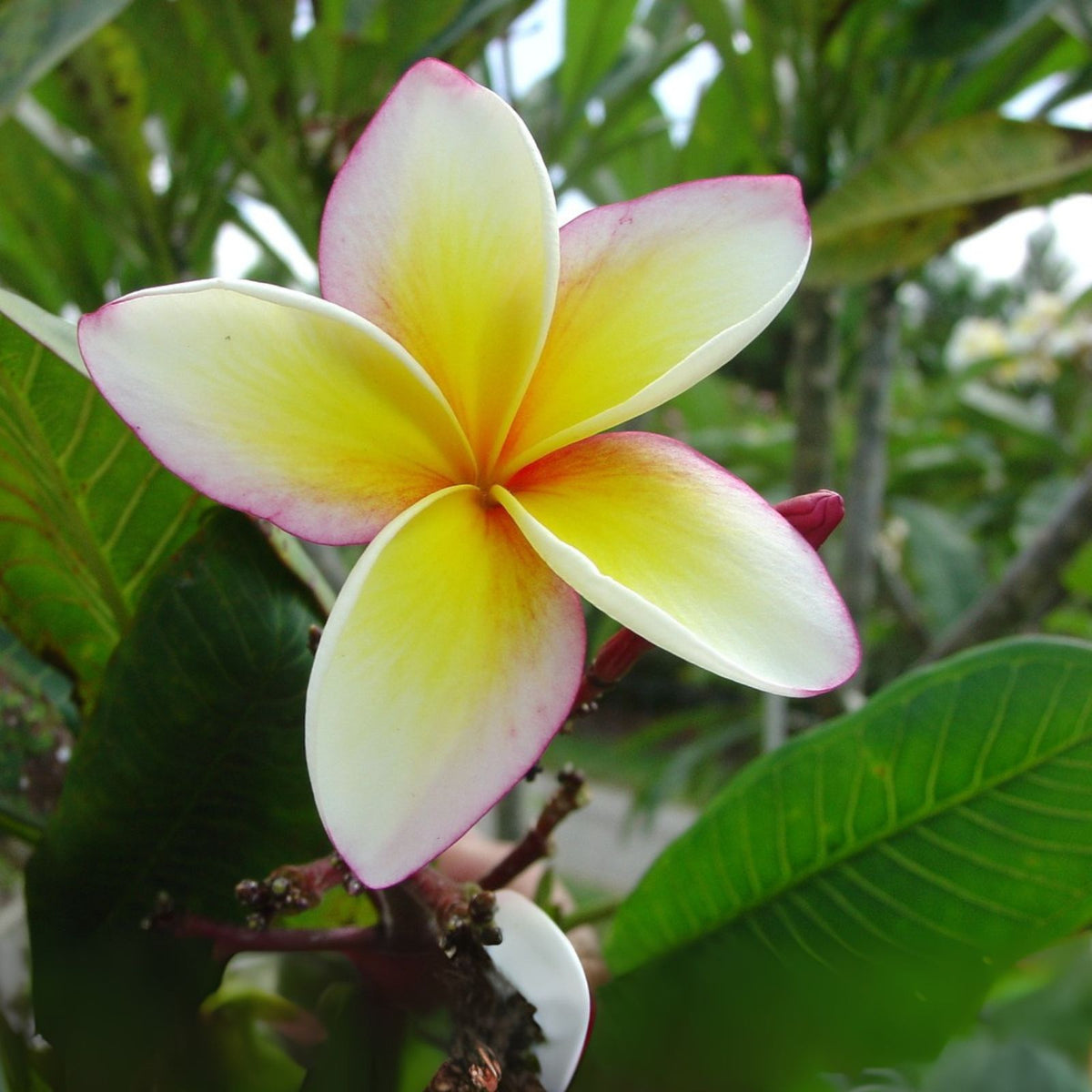 Yellow Plumeria Starter Cutting 10 Inch Unrooted x2 - Plumeria rubra