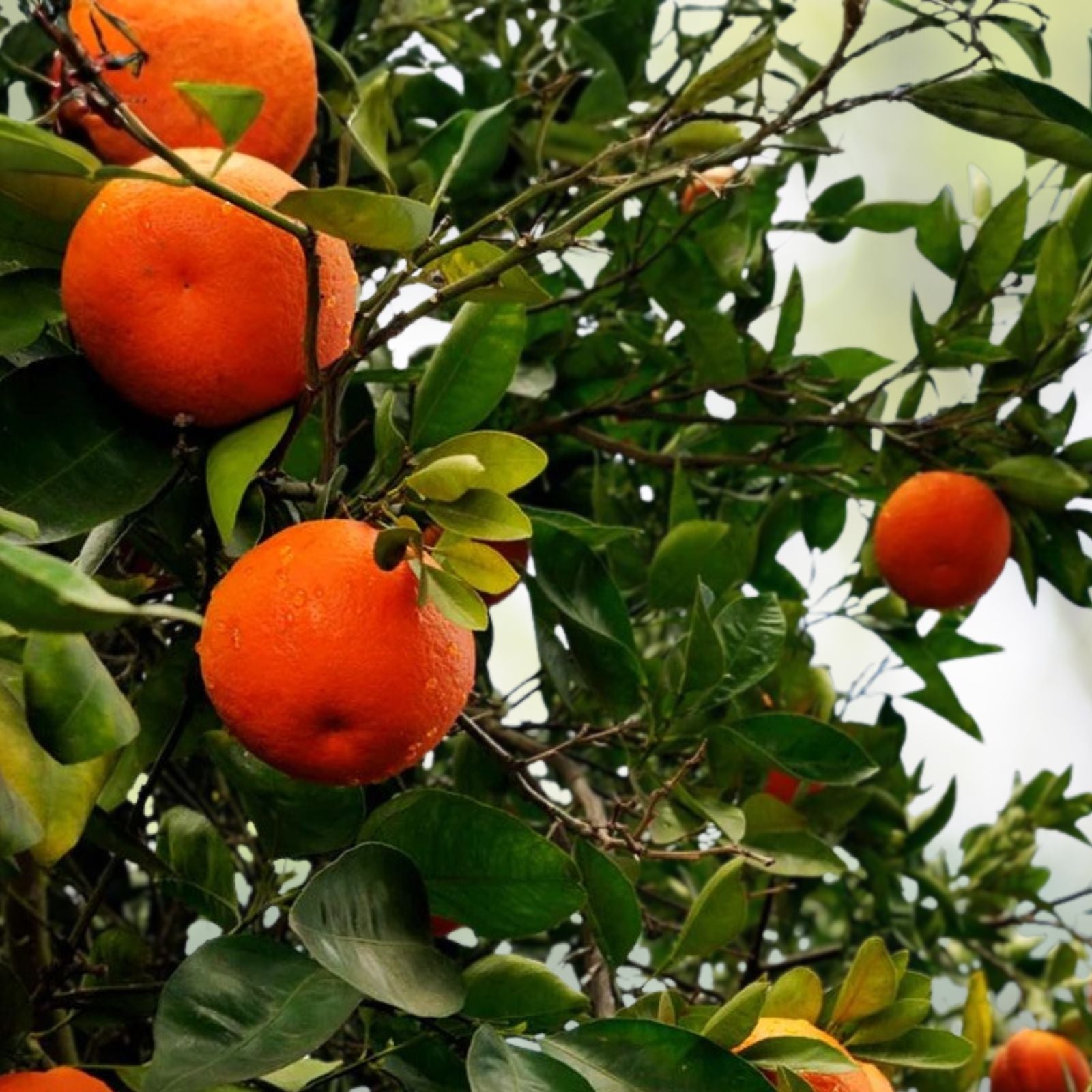 Grafted Dancy Tangerine Tree - 5 Gallon Pot, Citrus reticulata, Perfect for Home Garden or Patio