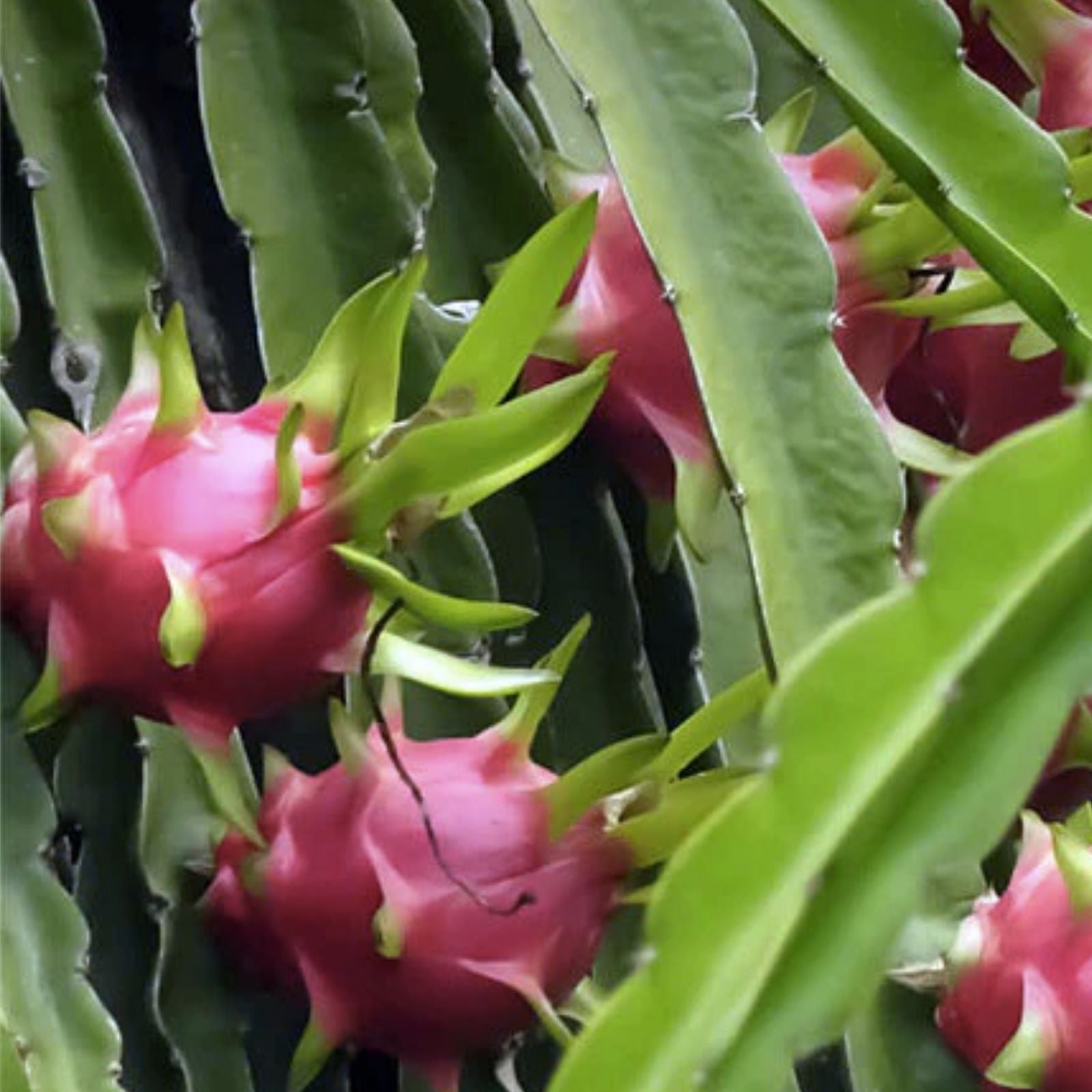 Rooted Dragon Fruit Cutting - White Pitaya Cactus - Hylocereus undatus - Ready to Plant, Edible Fruit, Succulent Plant