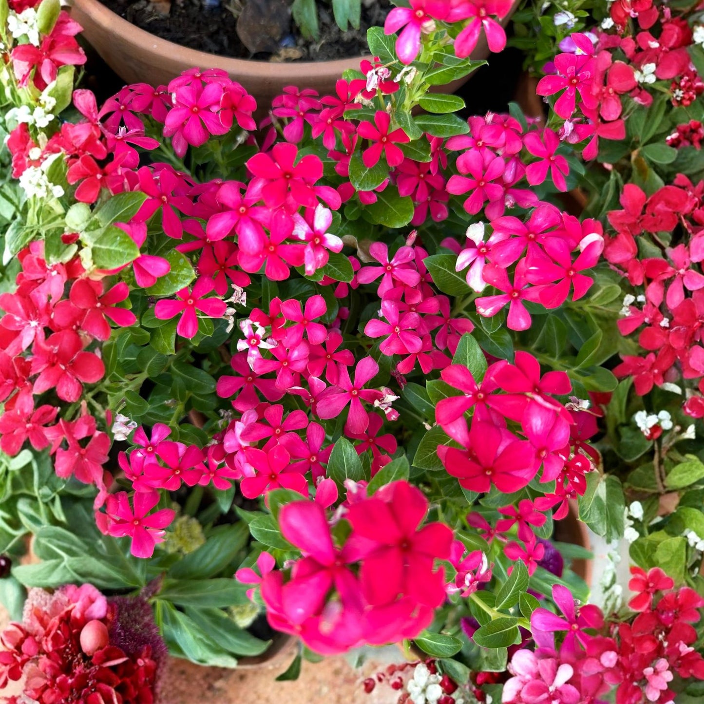 Vinca Seeds 5000 Count Sunsplash Cherry Catharanthus roseus Flowering Plants for Landscaping, Vibrant Color, Garden, Outdoor