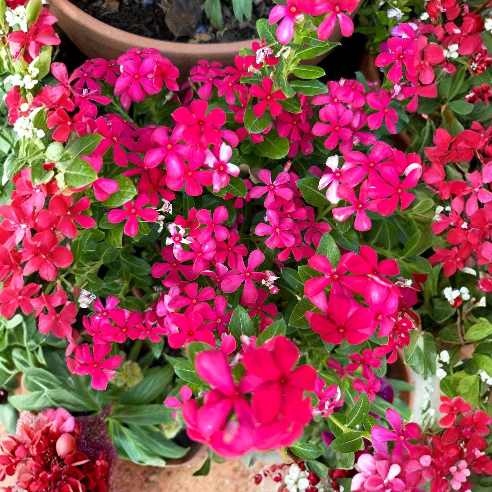 Vinca Seeds 5000 Count Sunsplash Cherry Catharanthus roseus Flowering Plants for Landscaping, Vibrant Color, Garden, Outdoor