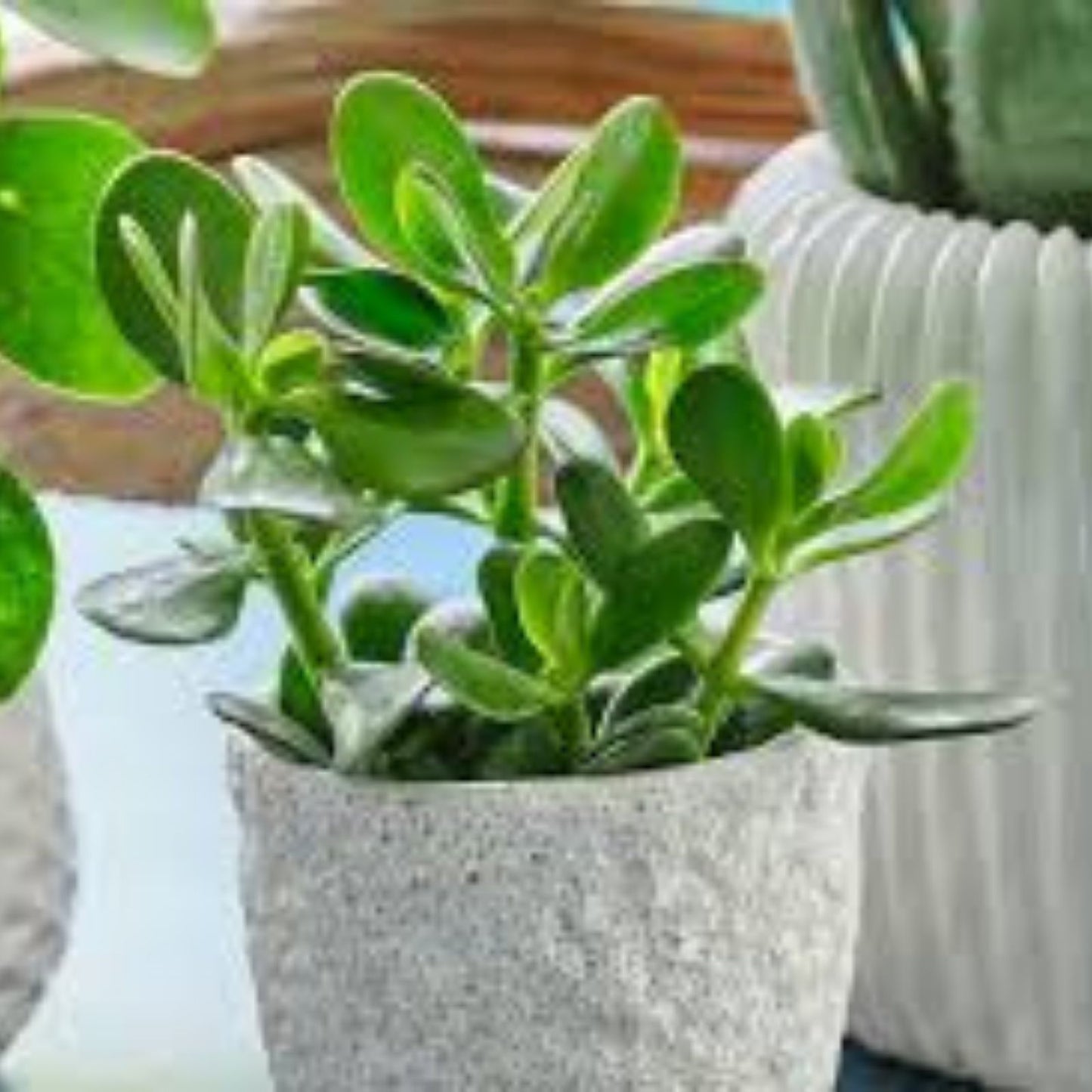 Jade Plant Cuttings – Small & Big Leaf Crassula Ovata Succulent for Home Decor & Gardening – 4-6 Inches