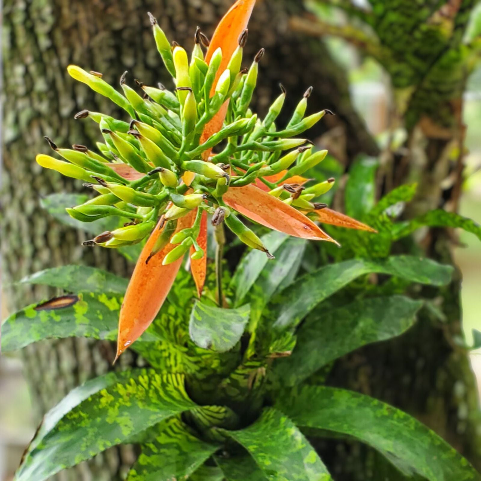Aechmea Correia-Araujoi Plant | 6" Pot | Tropical Bromeliad | Live Indoor Air Plant for Home Decor