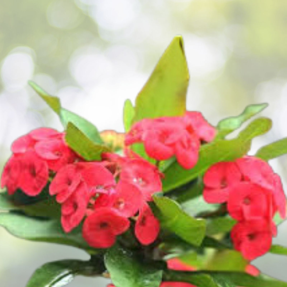 Red-Euphorbia-Live-Plant-6-to-9-Inch-Crown-of-Thorns-Euphorbia-milii-No-Pot-Shipping-Available