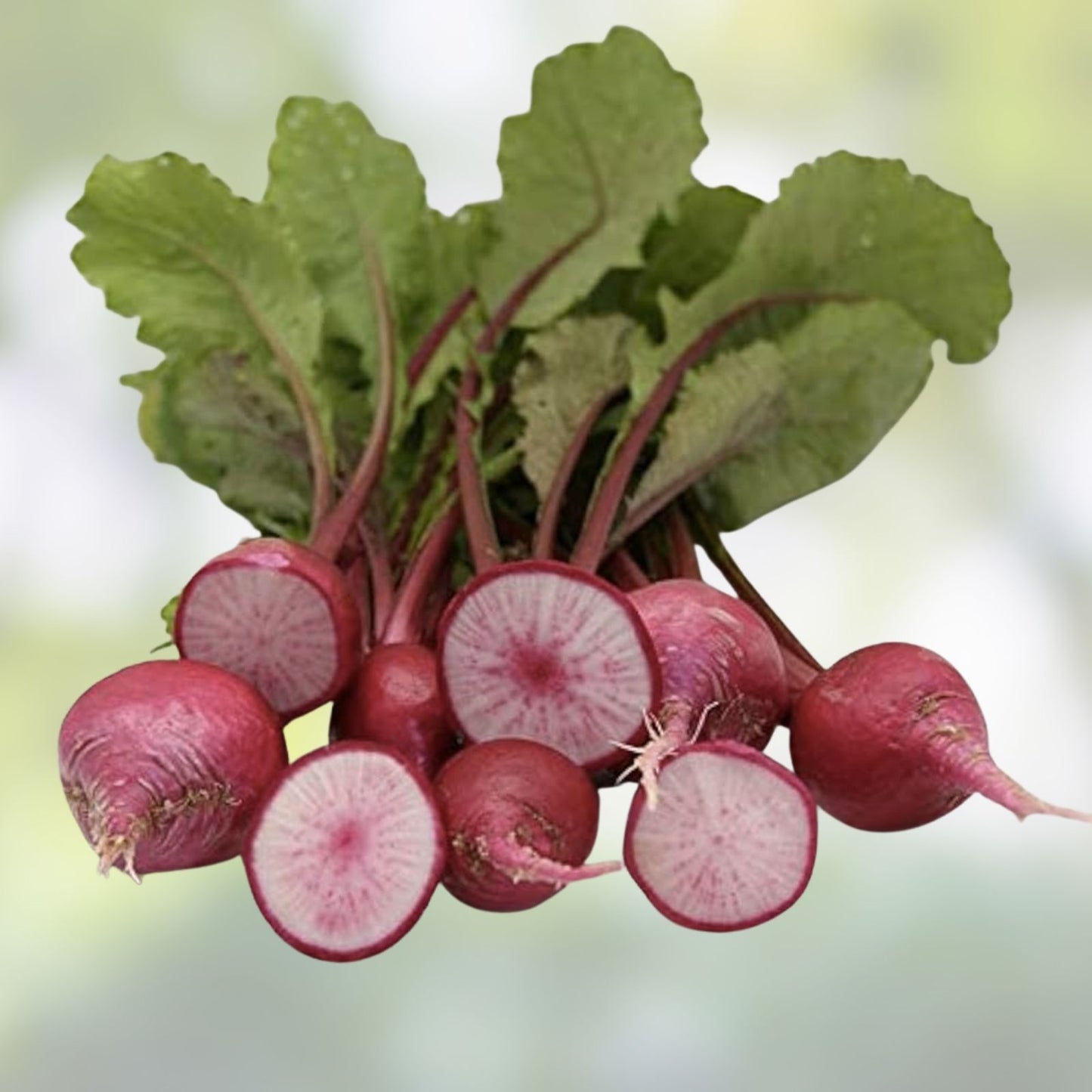 Red Turnip Seeds 100 Count Organic Vegetable Seeds for Planting Brassica rapa, Round Red Turnip, Garden Vegetable Seeds