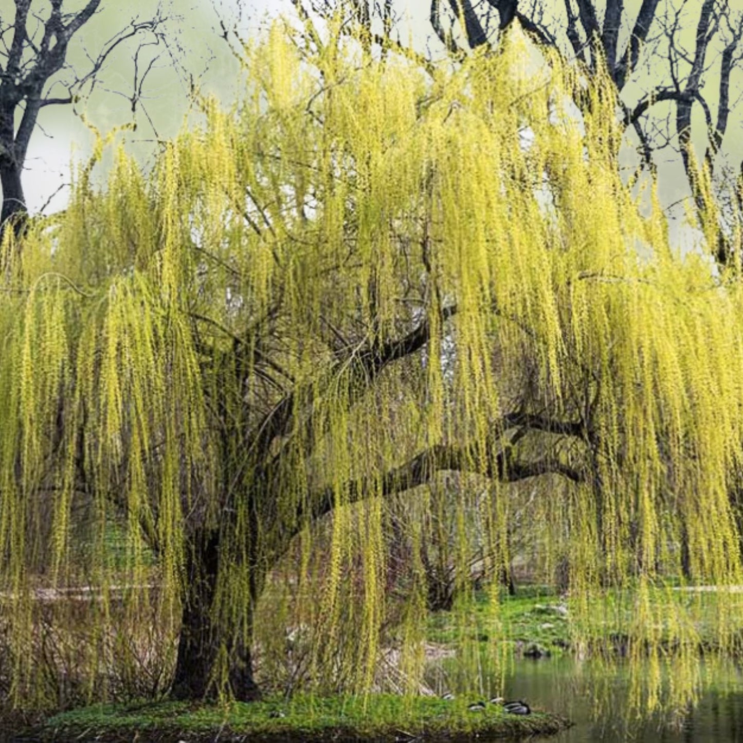 Willow Trees 5 Pack Weeping & Austree Hybrid Salix babylonica & Salix × sepulcralis Live Landscaping Plants