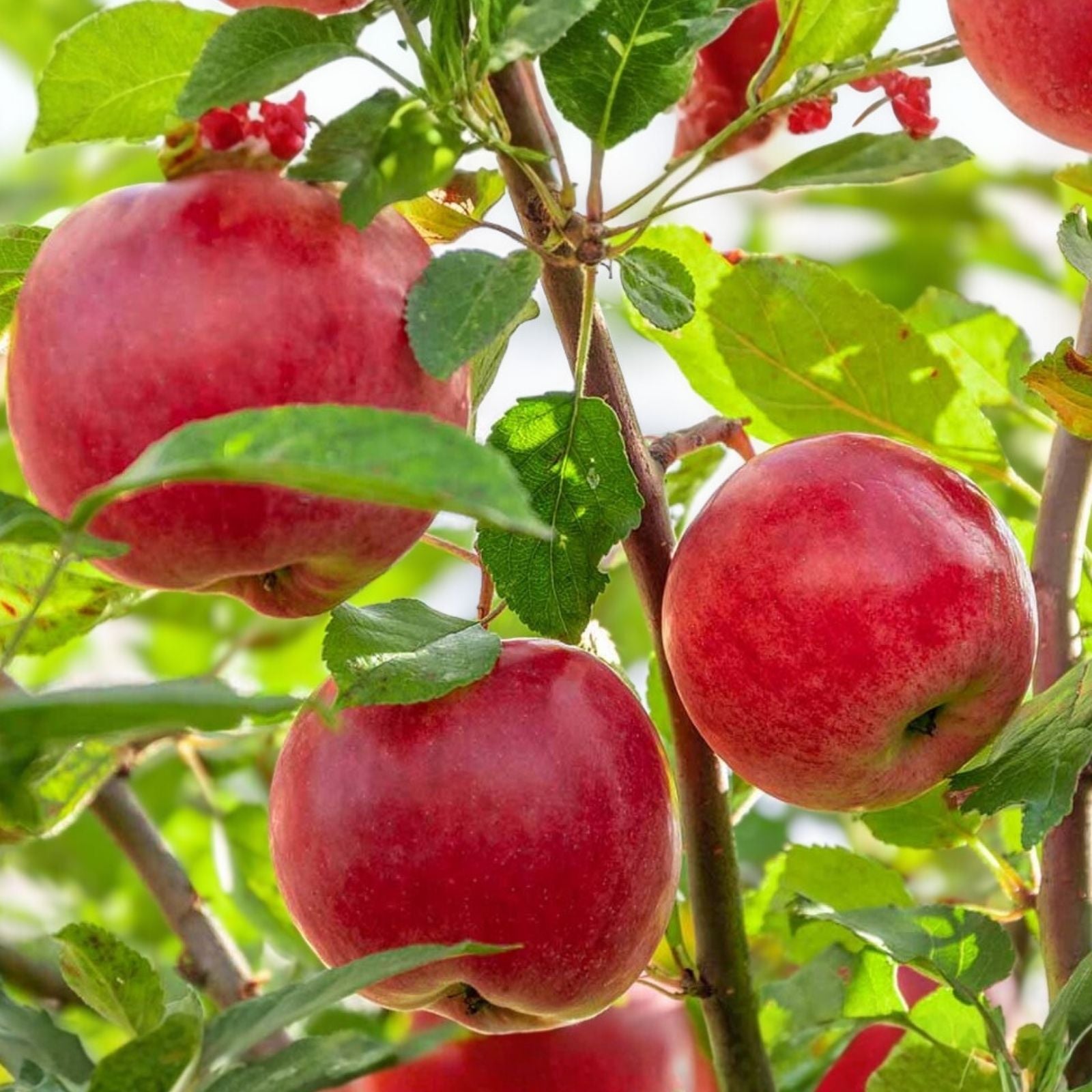 Organic Apple Tree Cuttings - 5 Fresh Malus domestica Planting Material - Premium Quality
