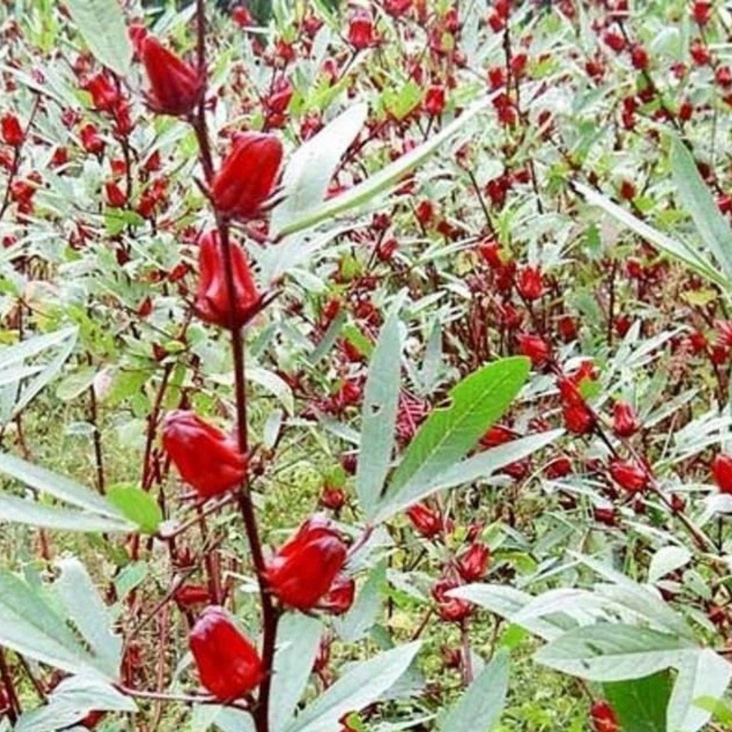 Jamaican Sorrel Seeds 10 Pack Florida Cranberry Indian Roselle Hibiscus sabdariffa Edible Flower Plant