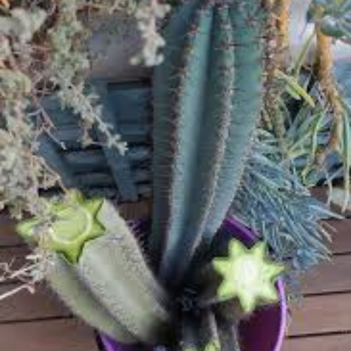 Cactus Cutting #11 Variety Succulent Plant Propagation Home Decor Cactaceae