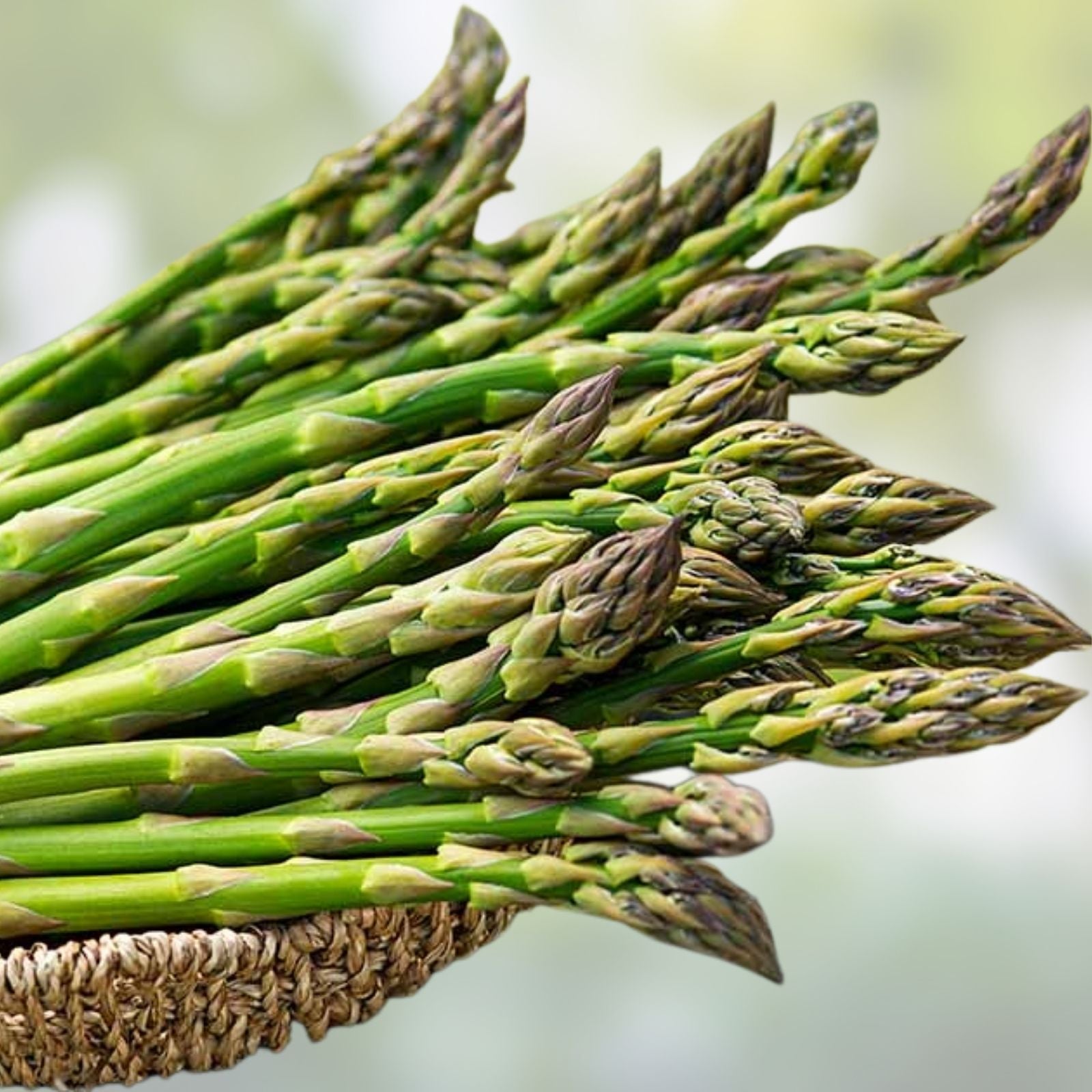 Asparagus Bare Root Plants 2-Year Crowns Millennium Variety Asparagus officinalis Vegetable Plants