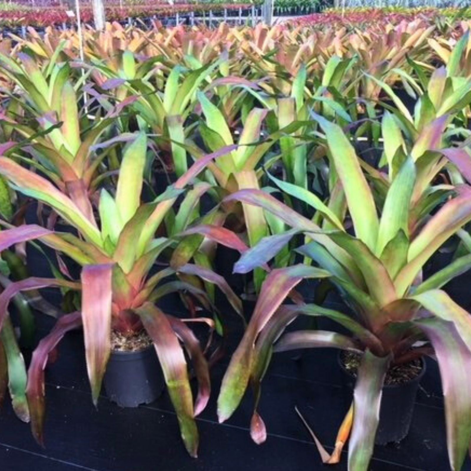 Aechmea Dean Plant 9" Pot - Green & Dark Burgundy Foliage - Aechmea distichantha for Landscaping & Interiorscape