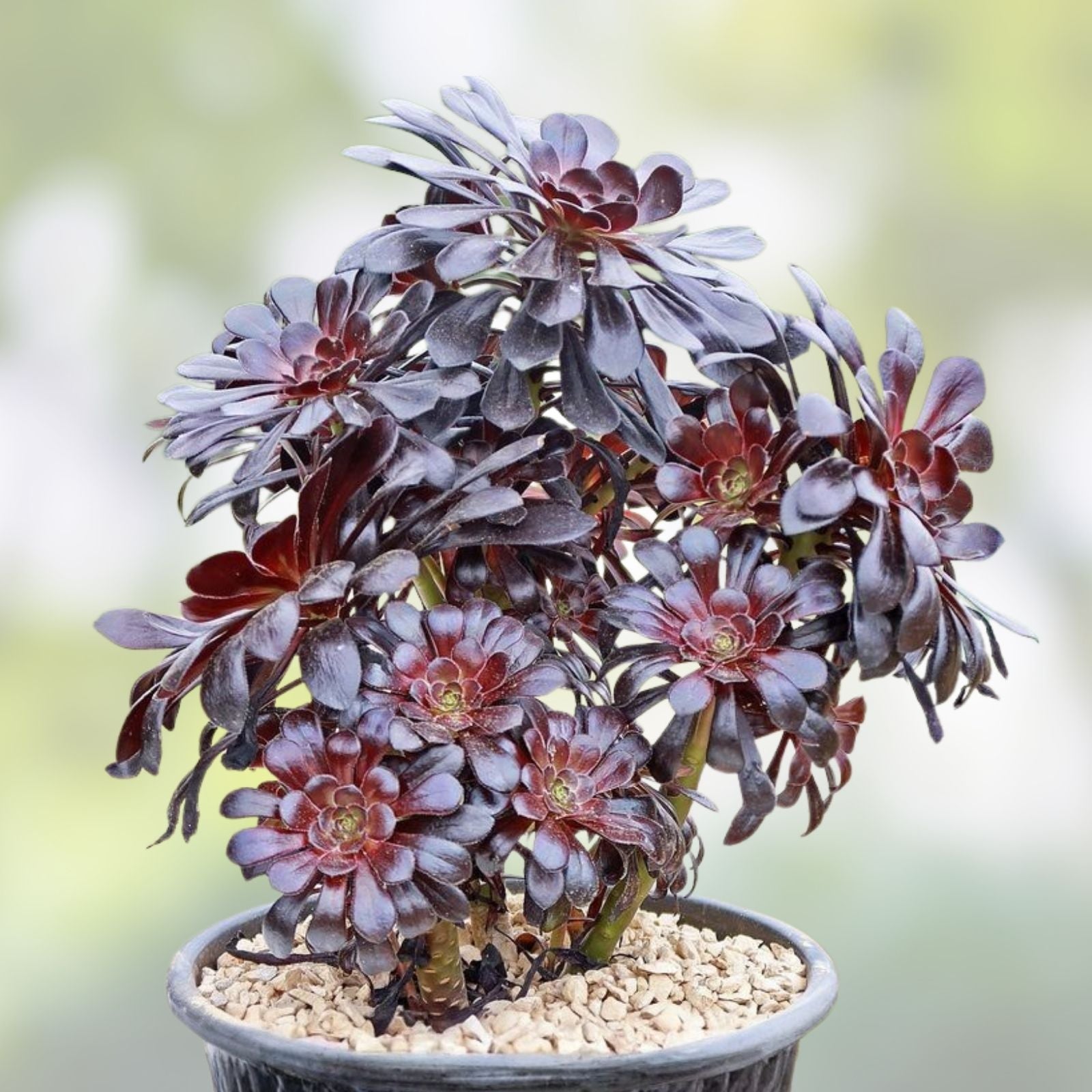 Black Rose Aeonium Cuttings 5 Pack - Zwartkop Succulent Plants - Dark Purple Foliage - Aeonium arboreum 'Zwartkop'