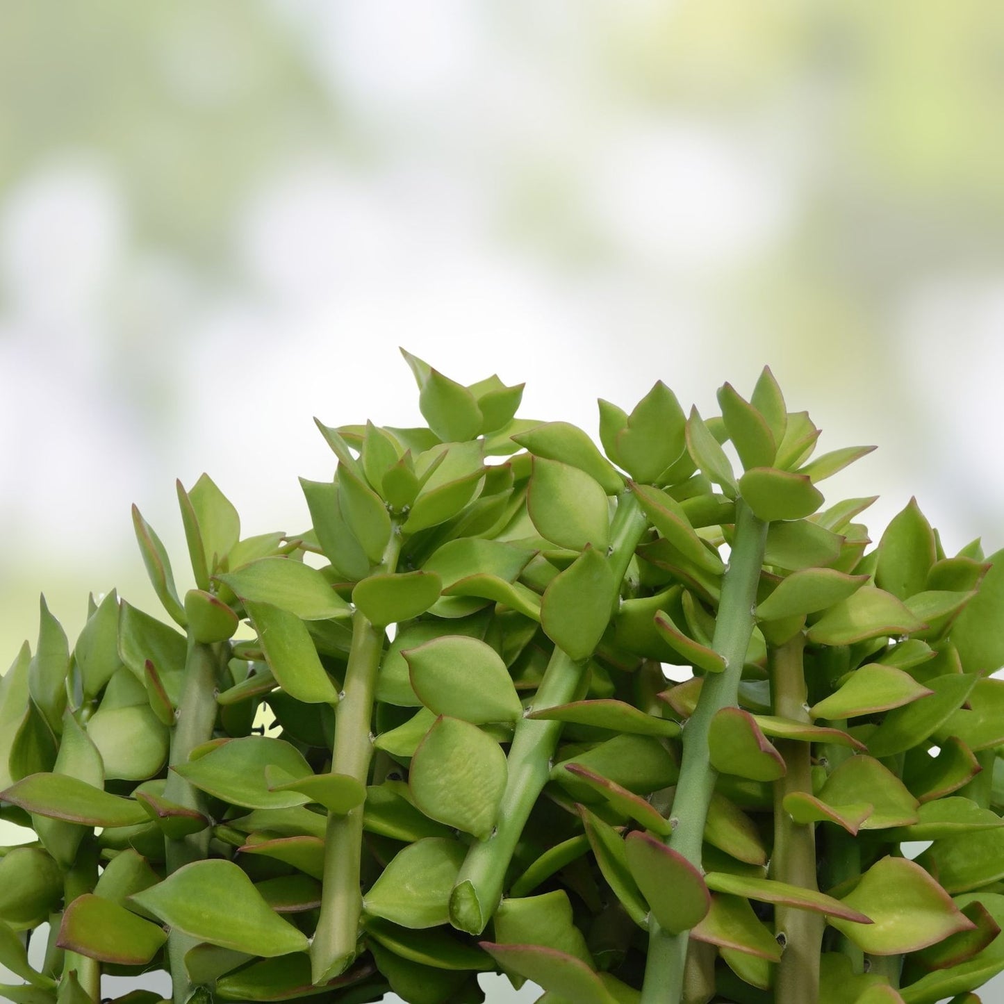 Pereskiopsis spathulata Grafting Stock Cactus Cuttings 6" – Propagation, Grafting, Succulent Plant Cuttings