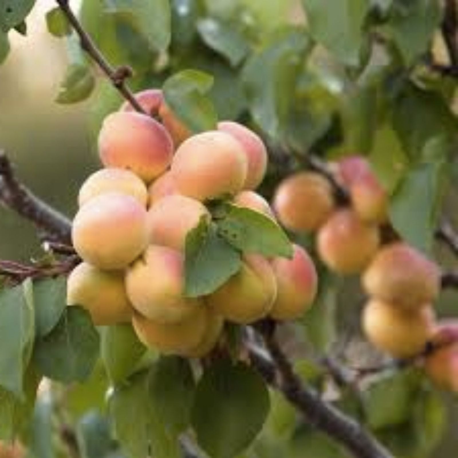 Aprium Scions/Cuttings - Flavor Delight Variety - Apricot x Plum Hybrid - Prunus hybrid - Fruit Tree Grafting Material