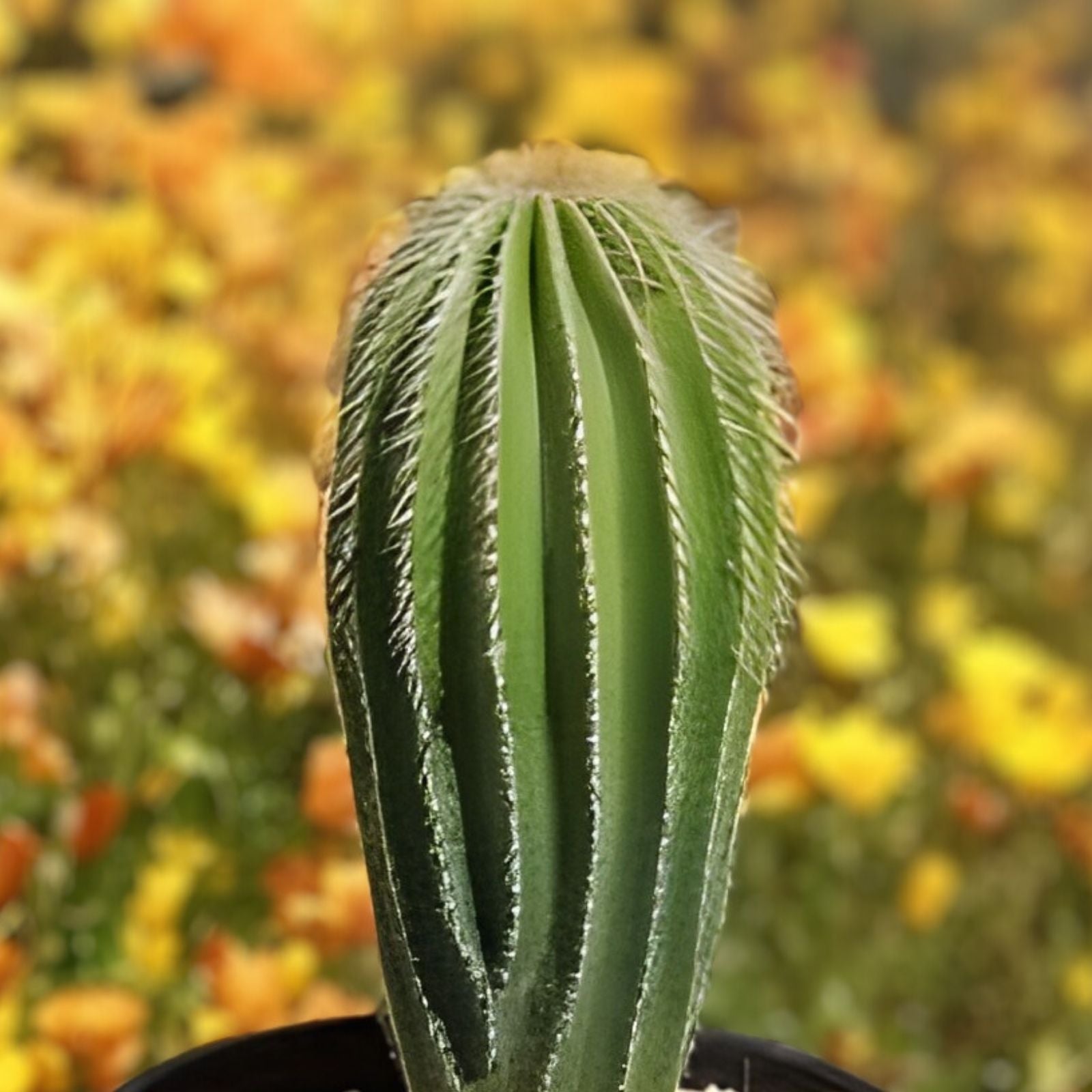 Golden Saguaro Cactus Plant – Live Succulent, Indoor/Outdoor Decor, Neobuxbaumia polylopha