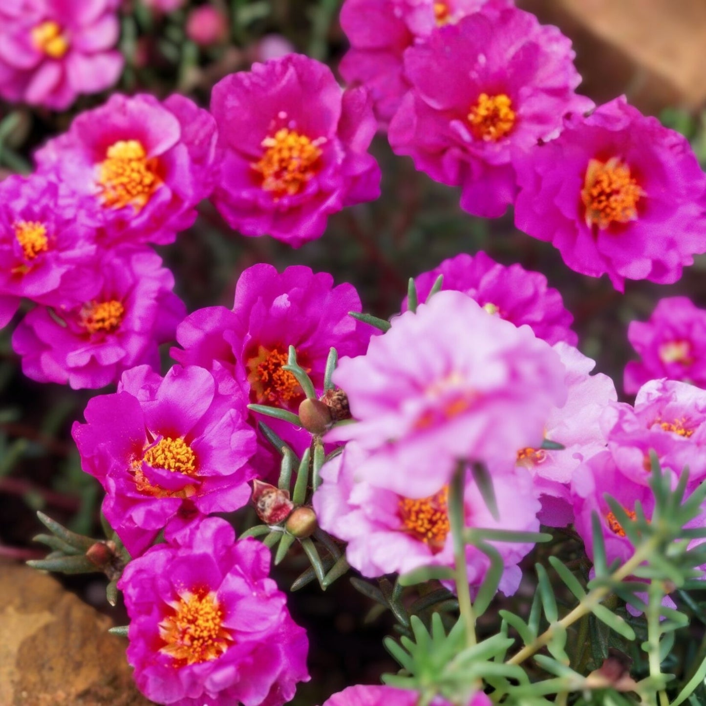 Moss Rose Cuttings 10 Unrooted Dancing Pink Portulaca Grandiflora Succulent Planting Material