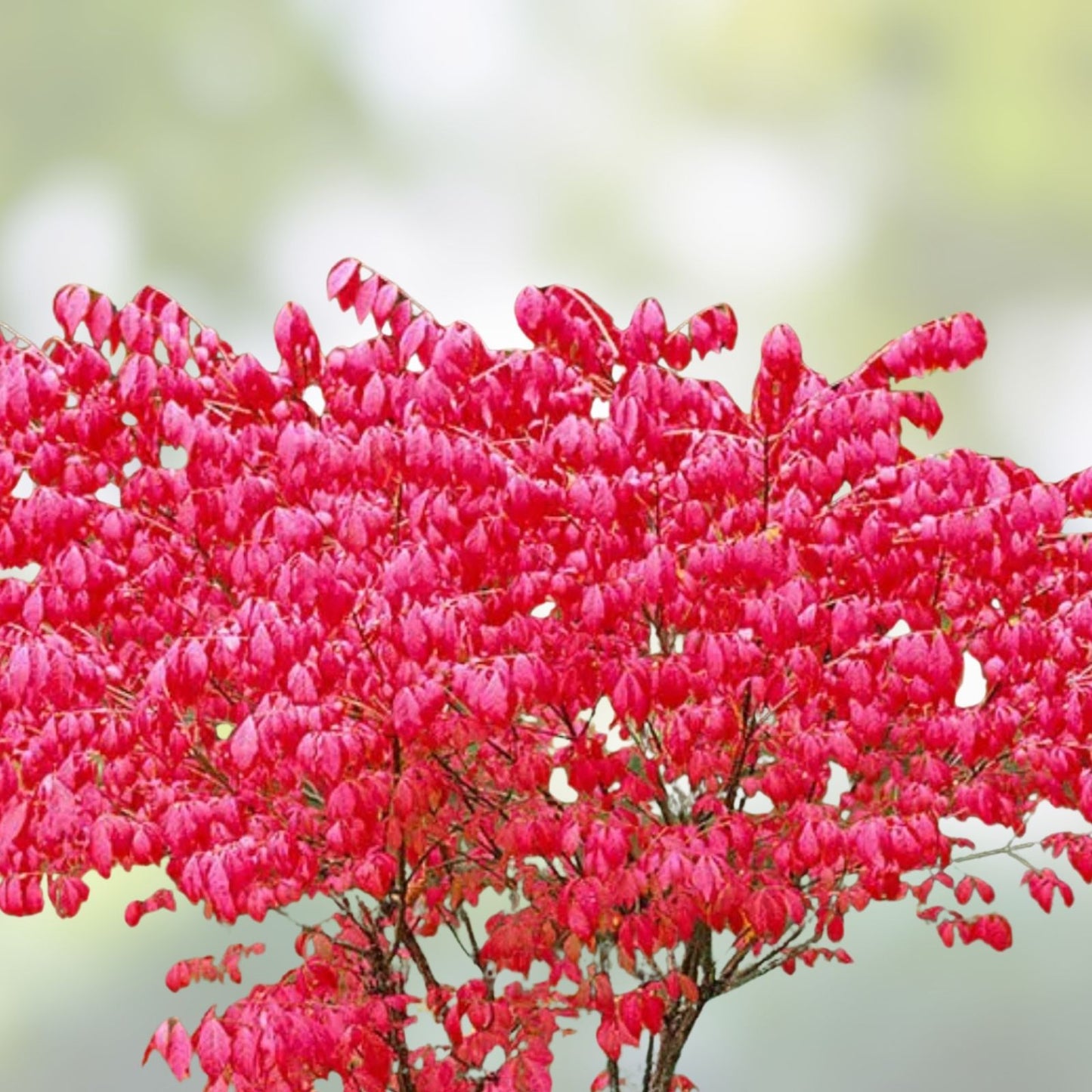 Burning Bush Live Bare Root Seedling 4-8 Inches Euonymus alatus Drought Tolerant Ornamental Shrub for Landscaping
