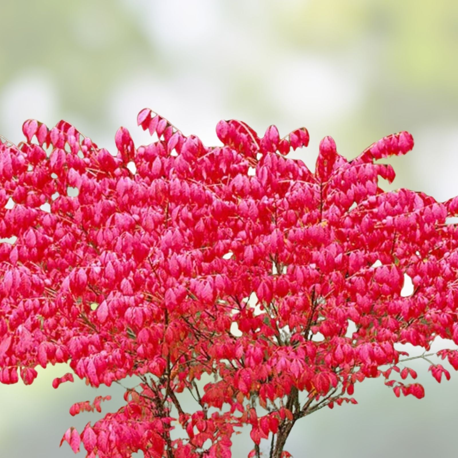 Burning Bush Live Bare Root Seedling 4-8 Inches Euonymus alatus Drought Tolerant Ornamental Shrub for Landscaping