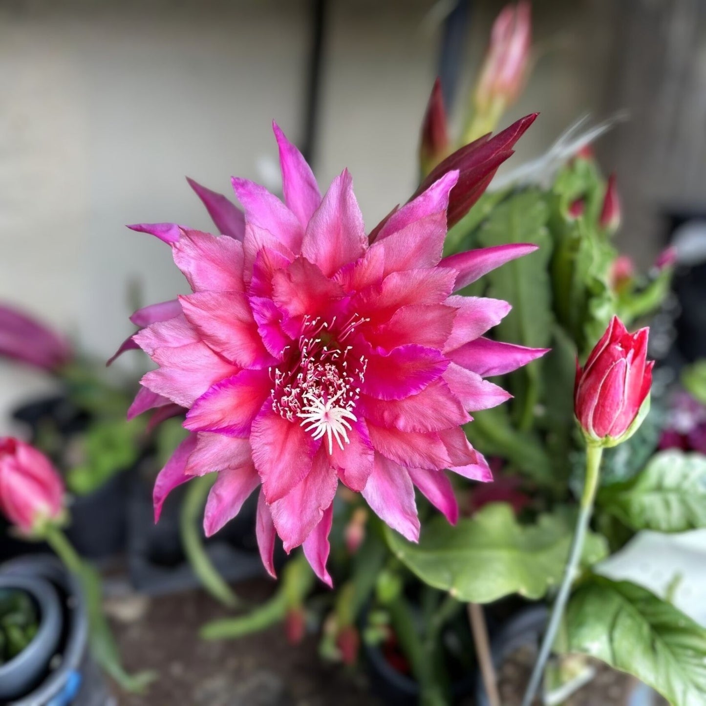 Unrooted Epiphyllum Kiwi Jubilee Cutting - Rare Orchid Cactus Tropical Houseplant Propagation