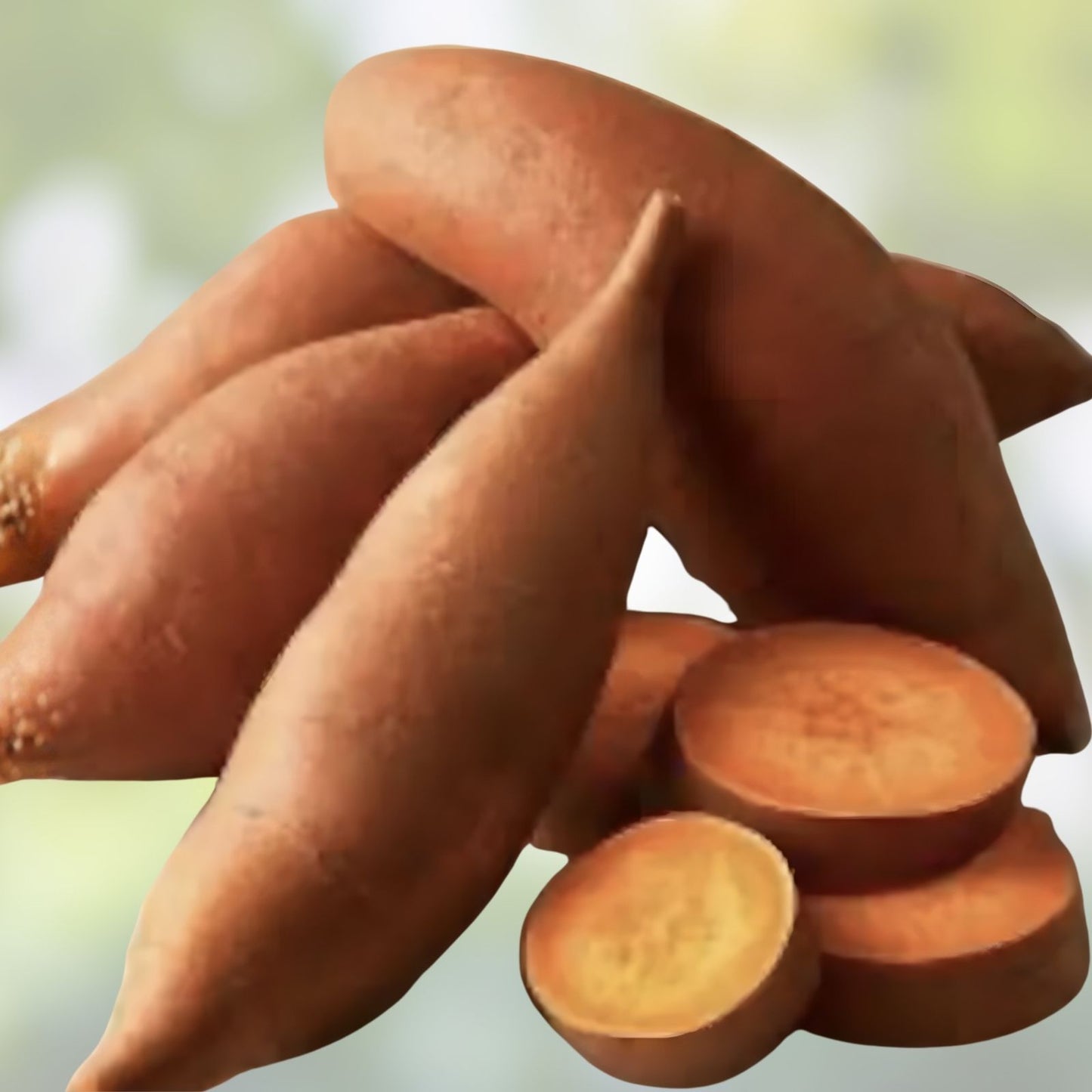 Beauregard Sweet Potato Plants - 15 Organic Slips - Edible Garden Plants - Ipomoea batatas - Khoai Variety