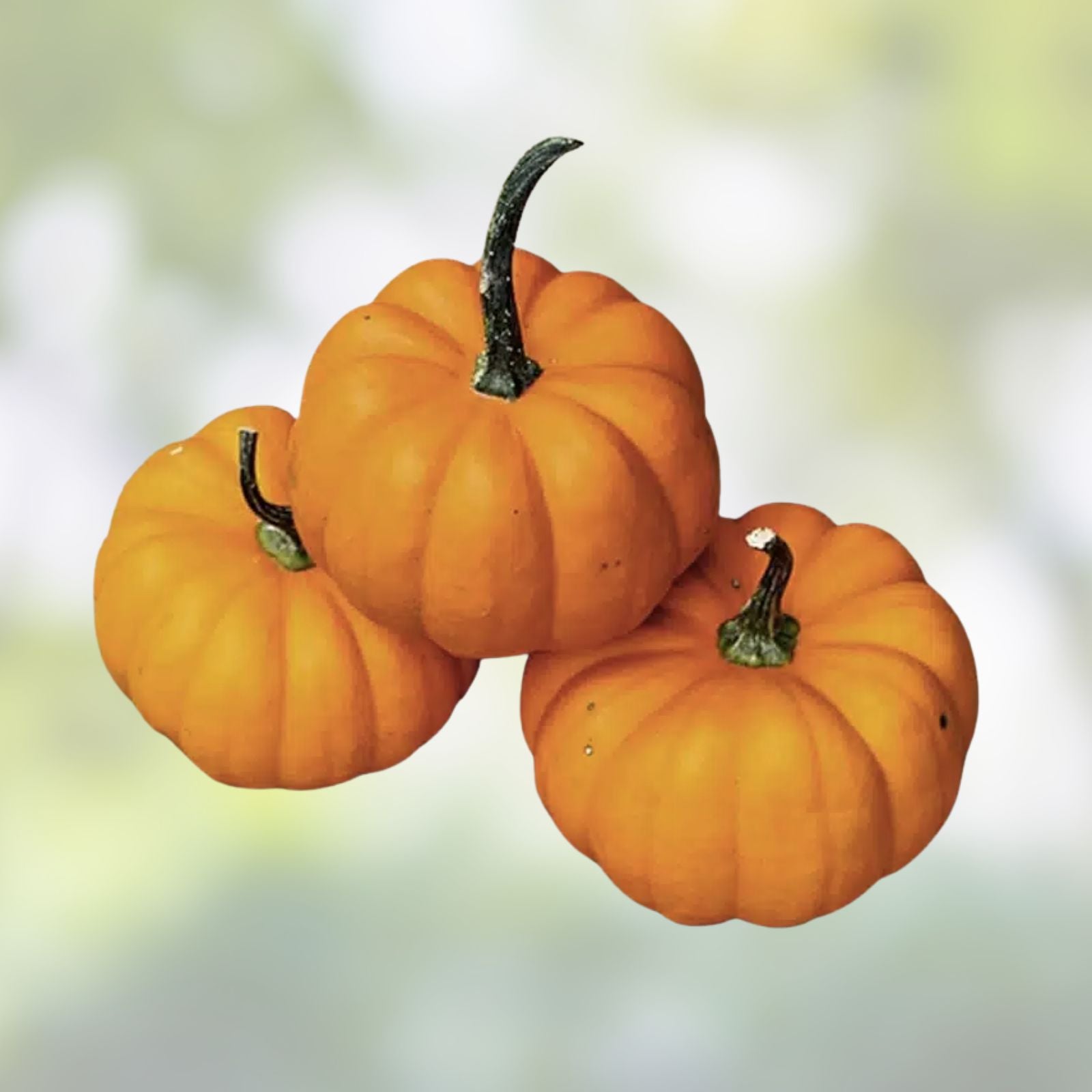 Orangita Pumpkin Seeds 10 Pack - Small Orange Pumpkins for Planting - Cucurbita pepo Seedlings