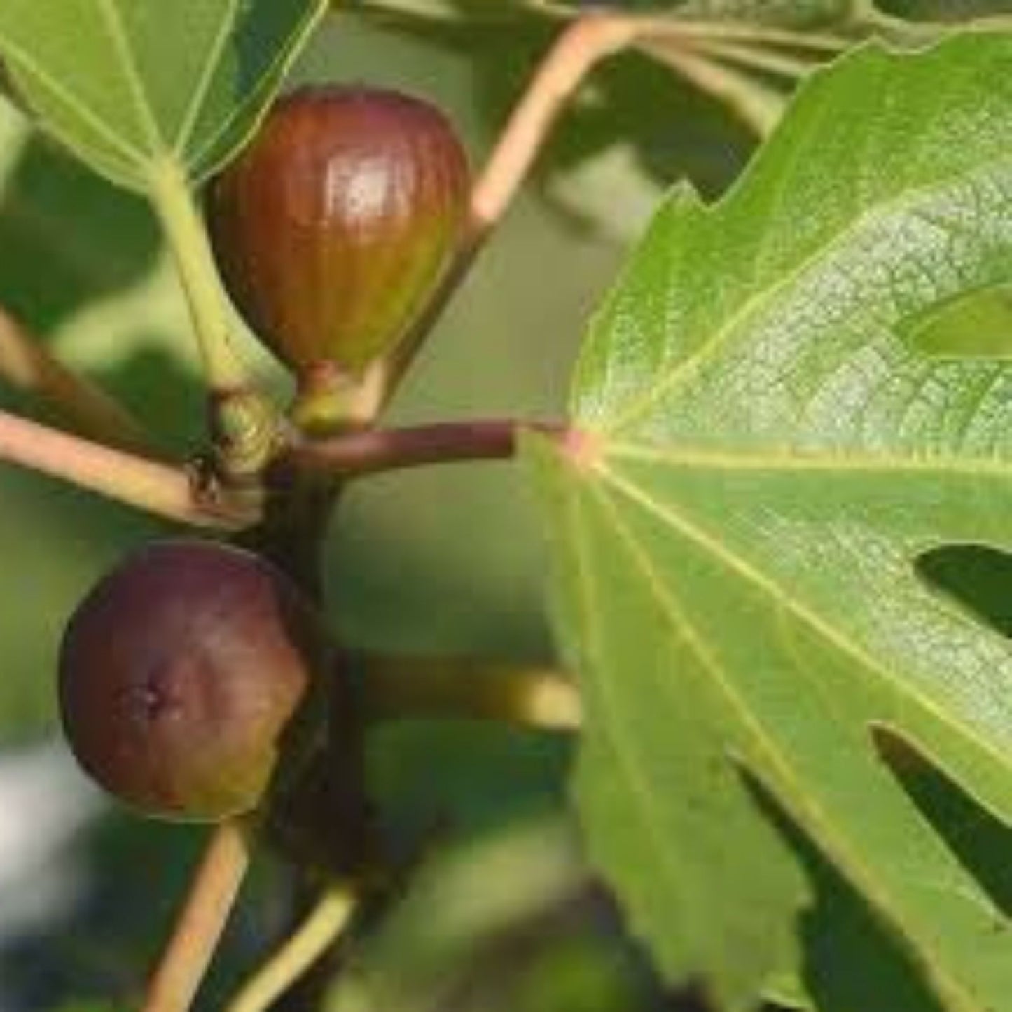 Black Mission Fig Cuttings 6" or Longer - Dormant Propagation Scions - Ficus carica - Fruit Tree Planting Material