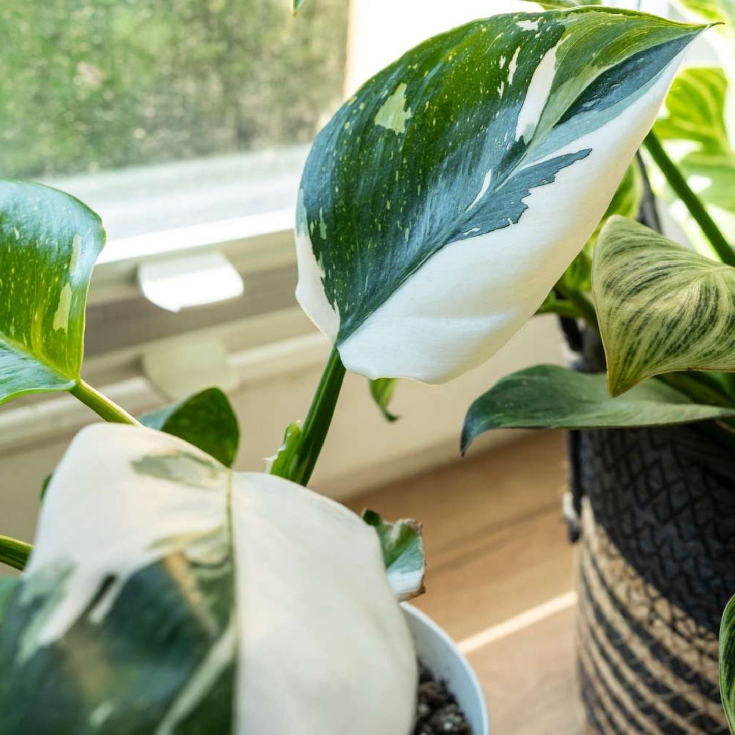 White Princess Variegated Philodendron Small Rooted Starter Plant - Rare Houseplant - Philodendron 'White Princess'