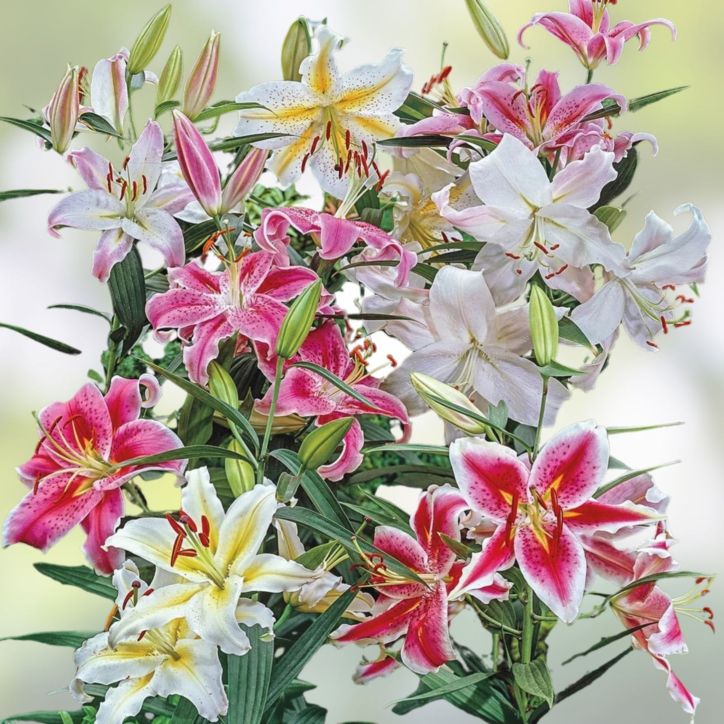 Large Fragrant Pink Oriental Lily Bulb 'Smart Romance' – Lilium for Gardens and Landscaping