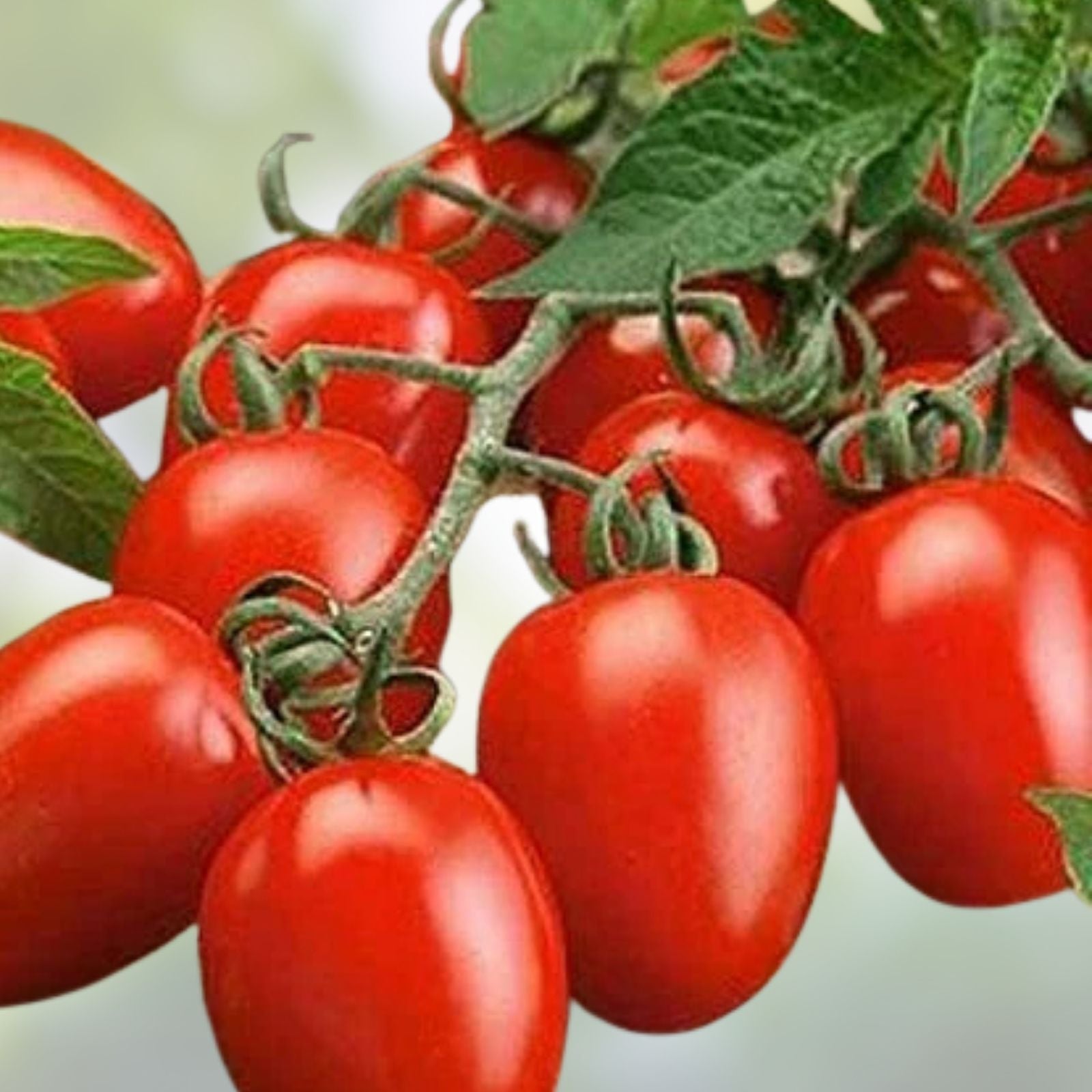 Roma Tomato Seeds 100 Count Organic Variety USA Grown for Home Gardens Solanum lycopersicum