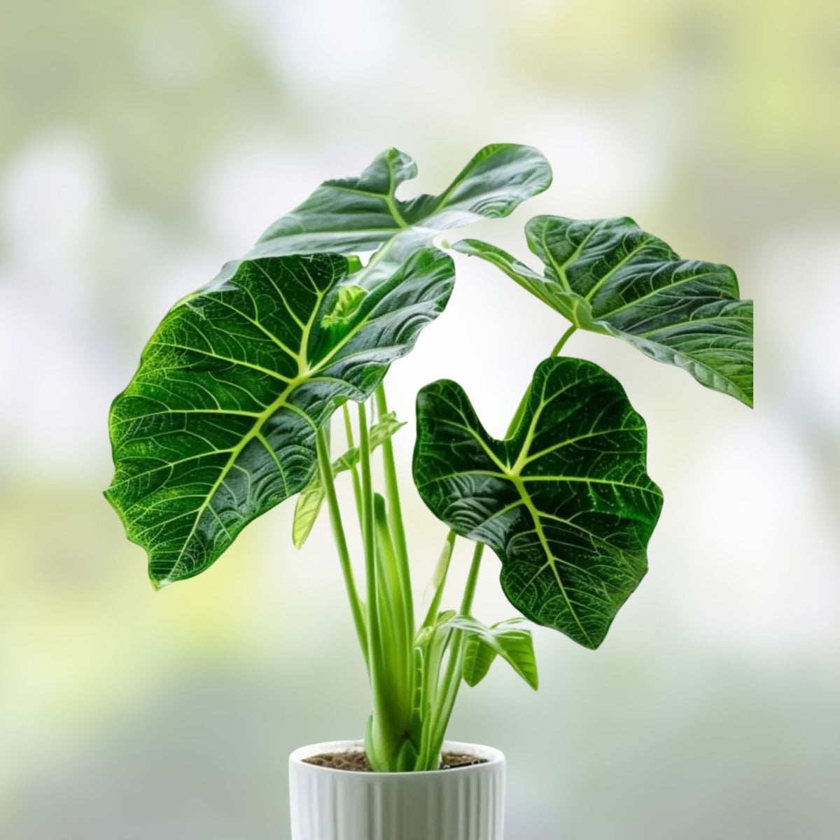 Indoor Houseplant 12 oz Green with Envy Alocasia 'Green with Envy' – Unique Decorative Plant for Home Décor