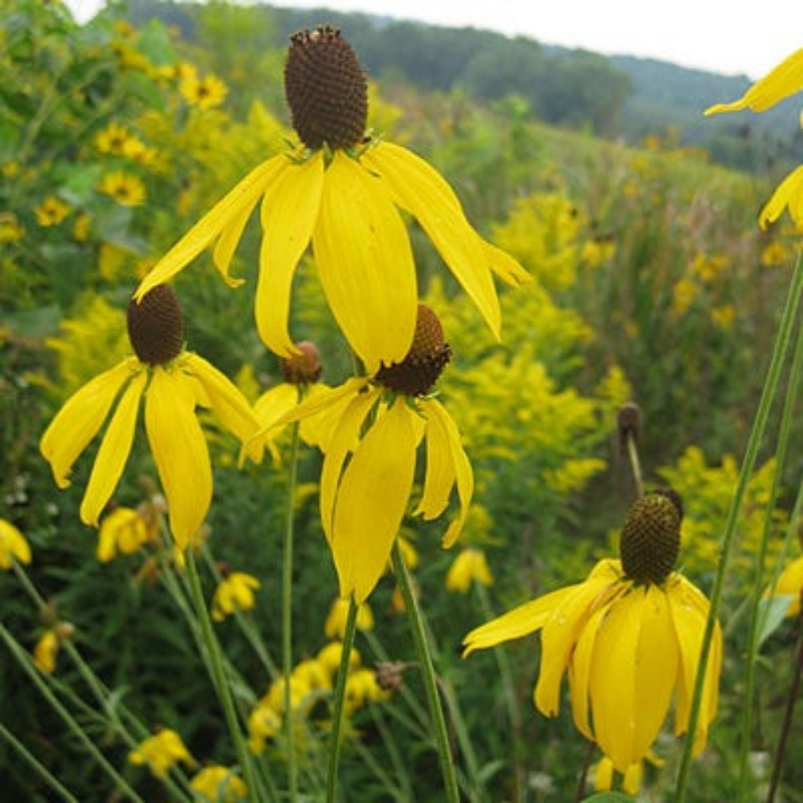 Weeping Coneflower Seeds 100 Pack - Easy to Grow Ratibida pinnata Native Wildflower for Garden Planting