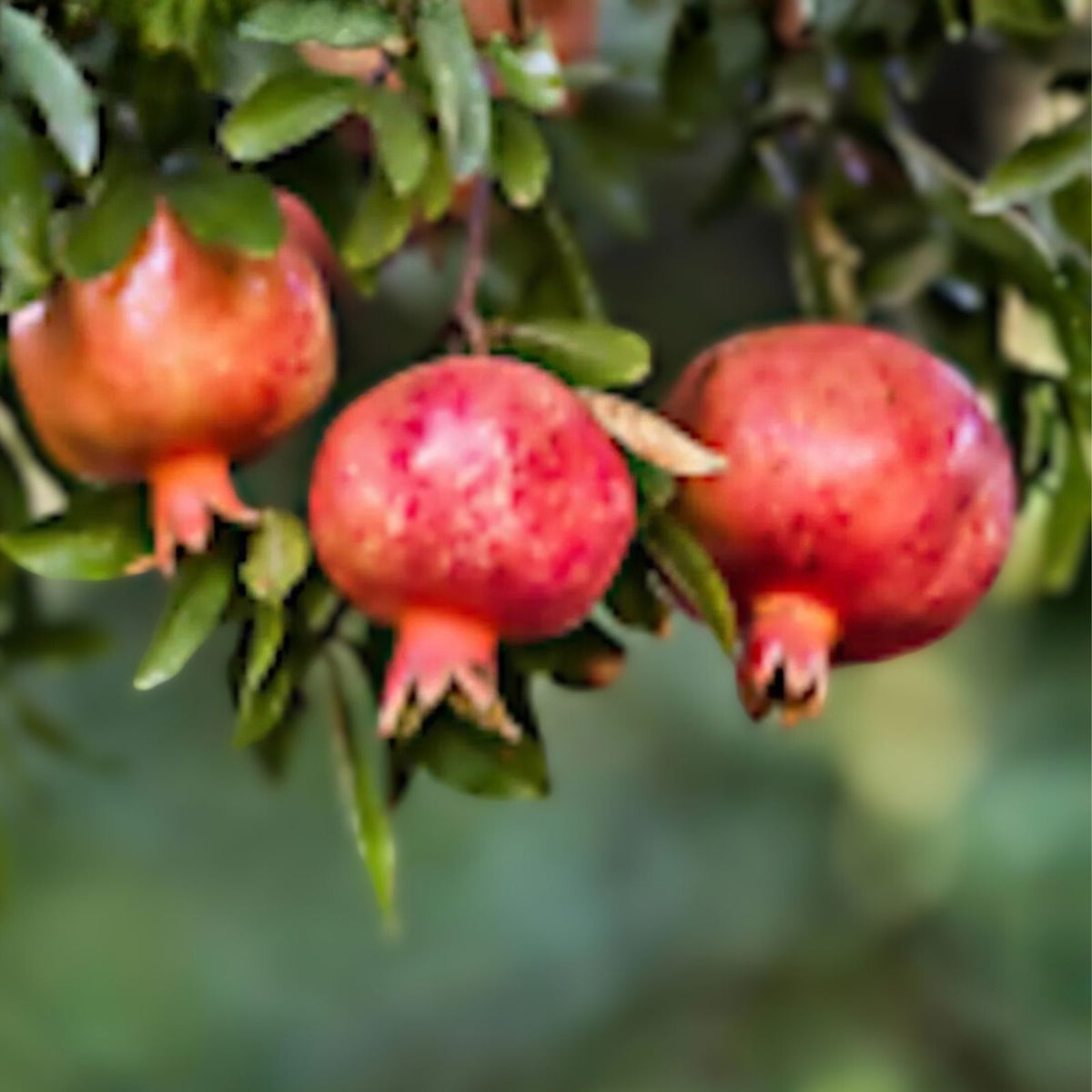 Pomegranate Tree Starter Plant - 5" Edible 'Wonderful' Punica granatum - Fruit Bearing Deciduous Shrub, Zones 7-11