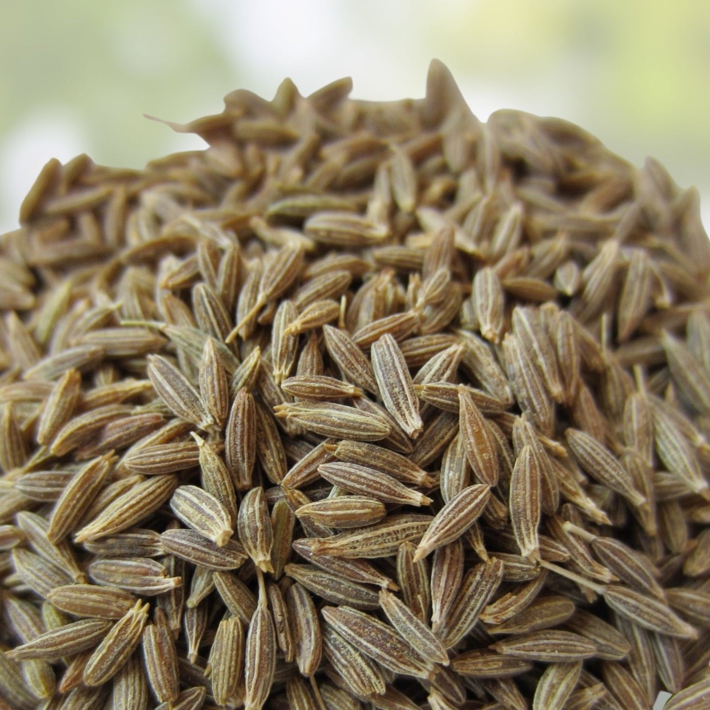 Cumin Seeds - 25+ Heirloom Non-GMO Herb Seeds for Growing - Cuminum cyminum