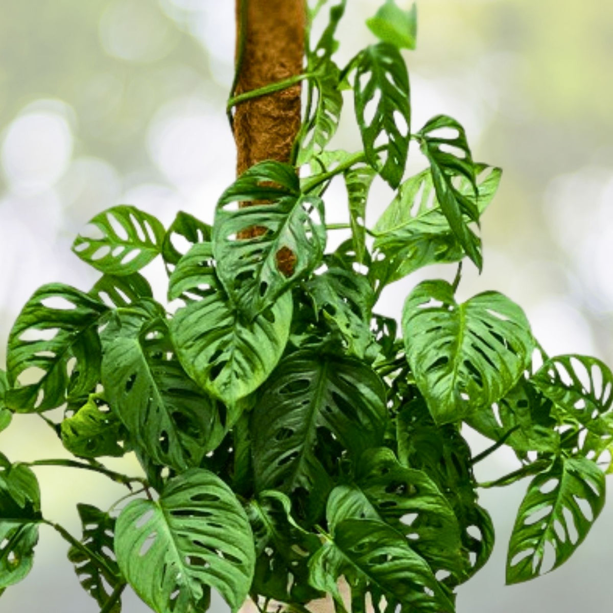 Large Rooted Cutting Monstera Deliciosa - Tropical Live Plant Swiss Cheese Plant - Monstera Adansonii