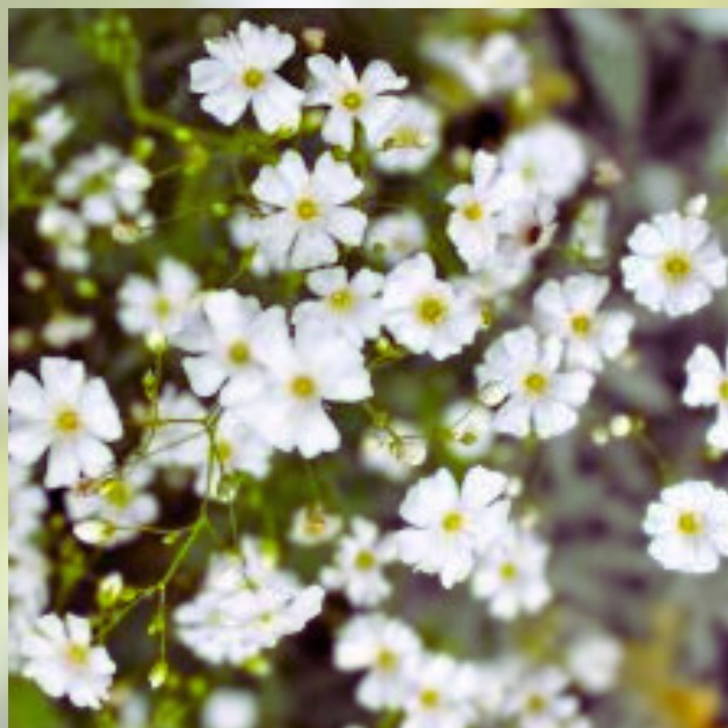 Babys Breath Seeds for Planting - 1,000 Count - Easy Grow Annual Flowers - Gypsophila elegans