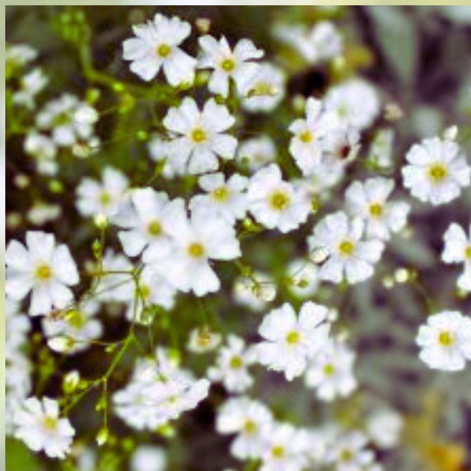 Babys Breath Seeds for Planting - 1,000 Count - Easy Grow Annual Flowers - Gypsophila elegans