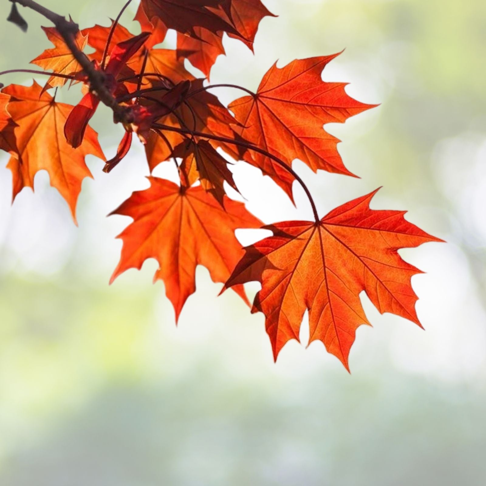 Red-Maple-Tree-6-to-12-Inch-Deciduous-Tree-in-4-Inch-Pot-Acer-rubrum
