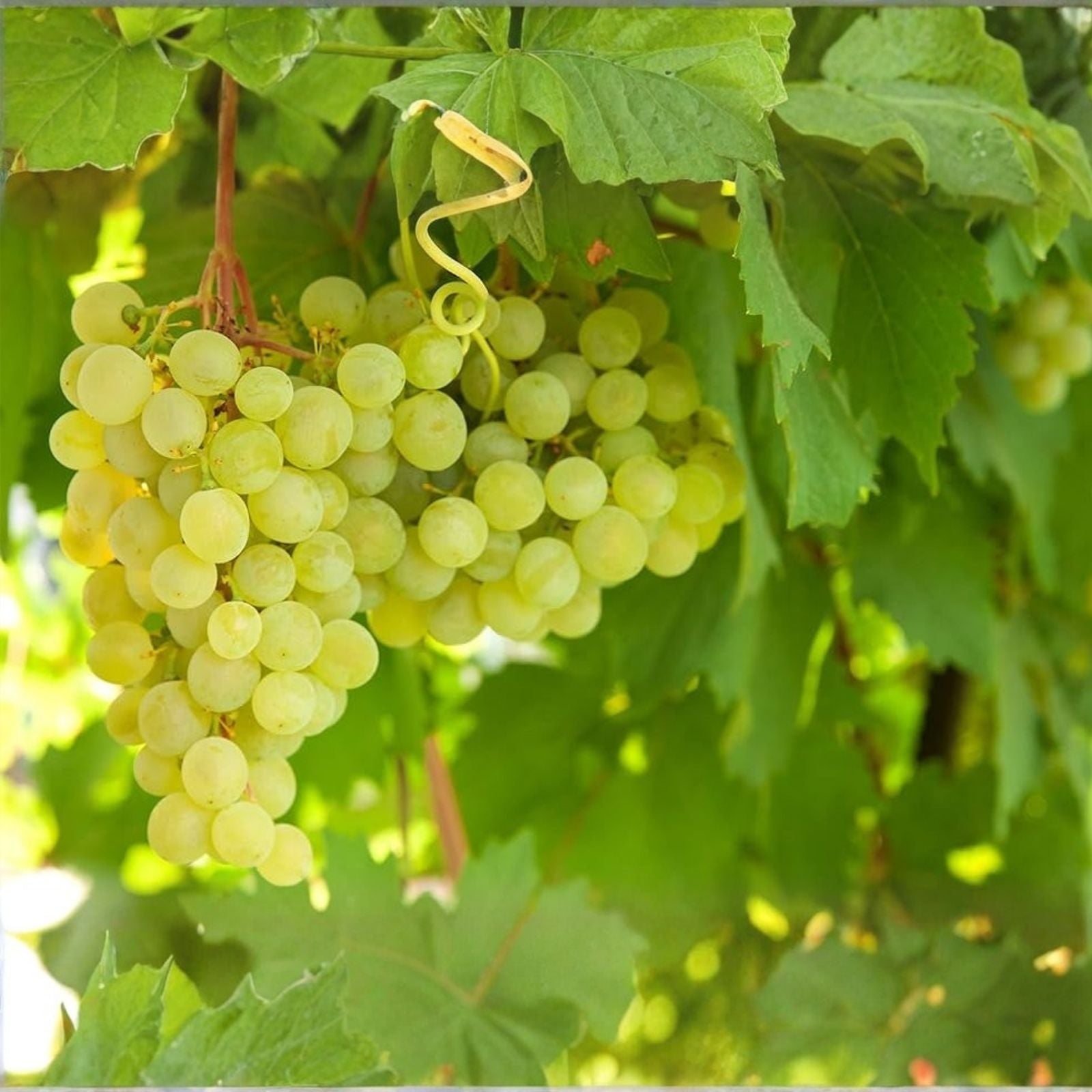 Grape Vines Cuttings Ladyfingers White Variety 3 Plants Vitis vinifera Fruit Planting Material