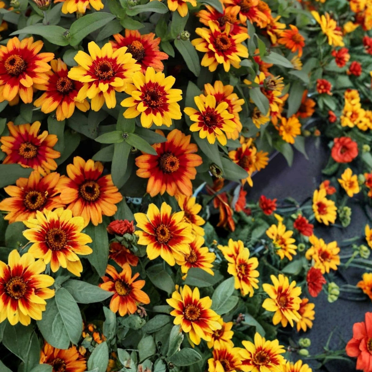 Radiant Opal Begonia Seeds Non-GMO Flower Seeds 45 or 125 Count Perfect for Gardens Indoor Planting Begonia rex