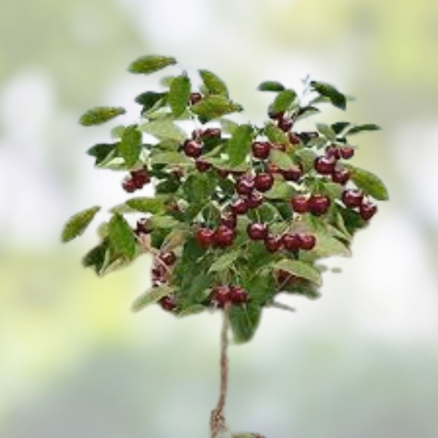 Dwarf Cherry Tree Seeds 25 Pack, Indoor/Outdoor Prunus serrulata Bonsai Seeds, Made in USA