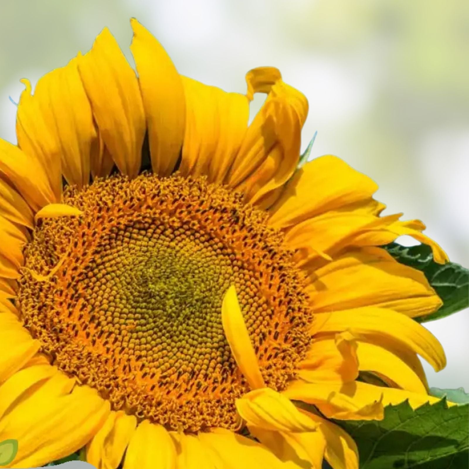 Mongolian Giant Sunflower Seeds 10 Pack | Planting Variety Helianthus annuus | Grows Tall from Iowa USA