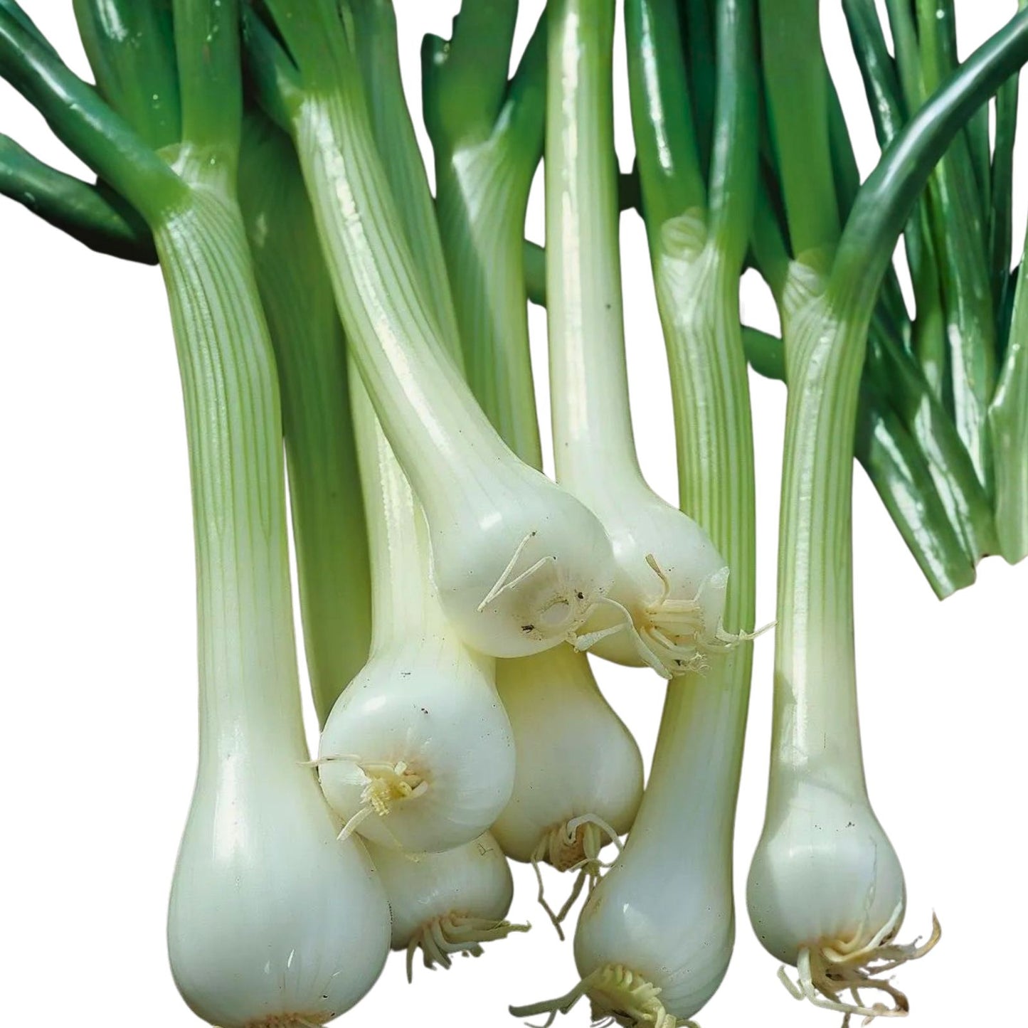 Onion Seeds Tokyo Long White Heirloom Variety 100+ Seeds for Salads & Cooking Allium cepa