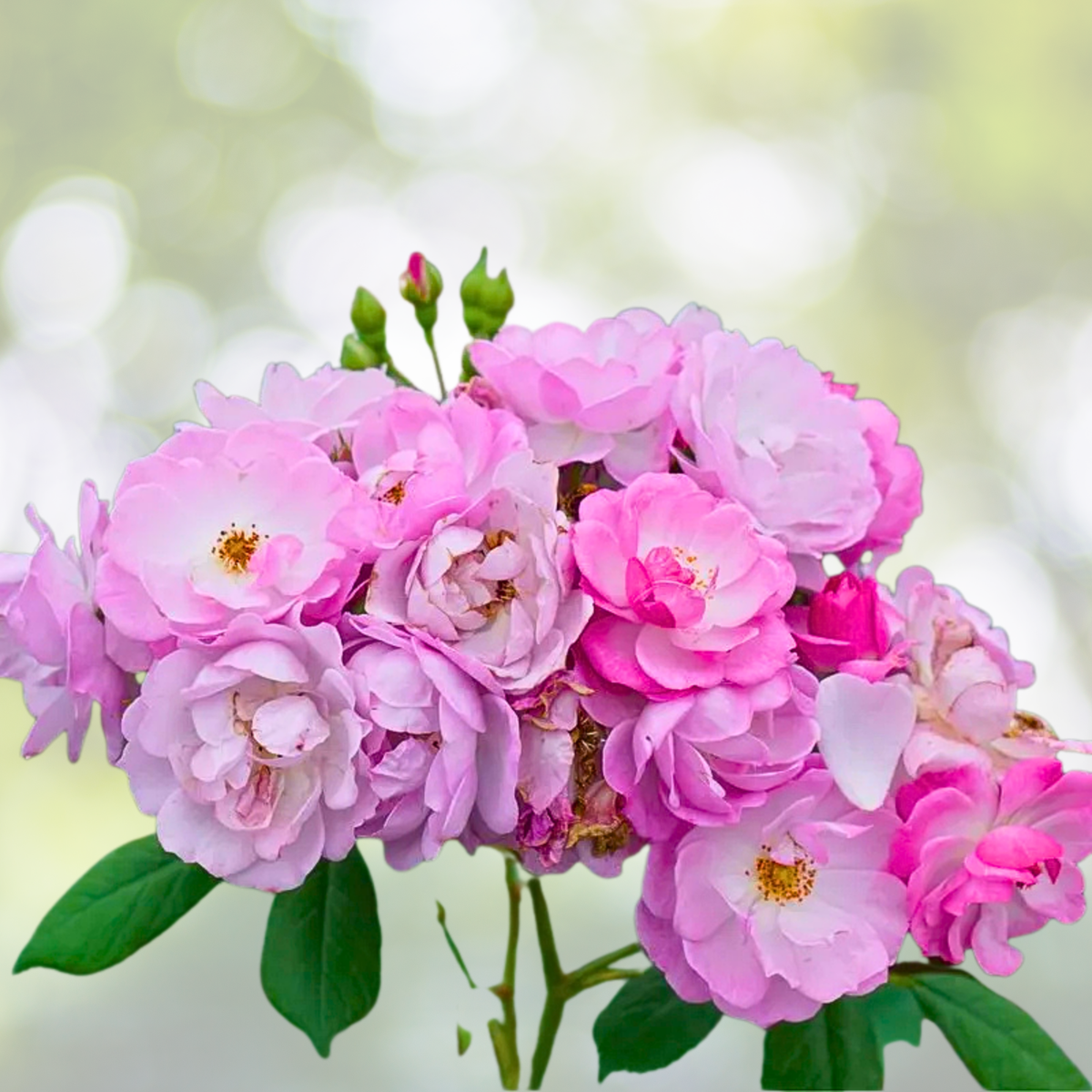 Rosa 'Rise Up Lilac Days' Starter Plant - 3x4 Inch Pot - Pink Lilac Rose Plant - Ideal for Gardens and Landscapes