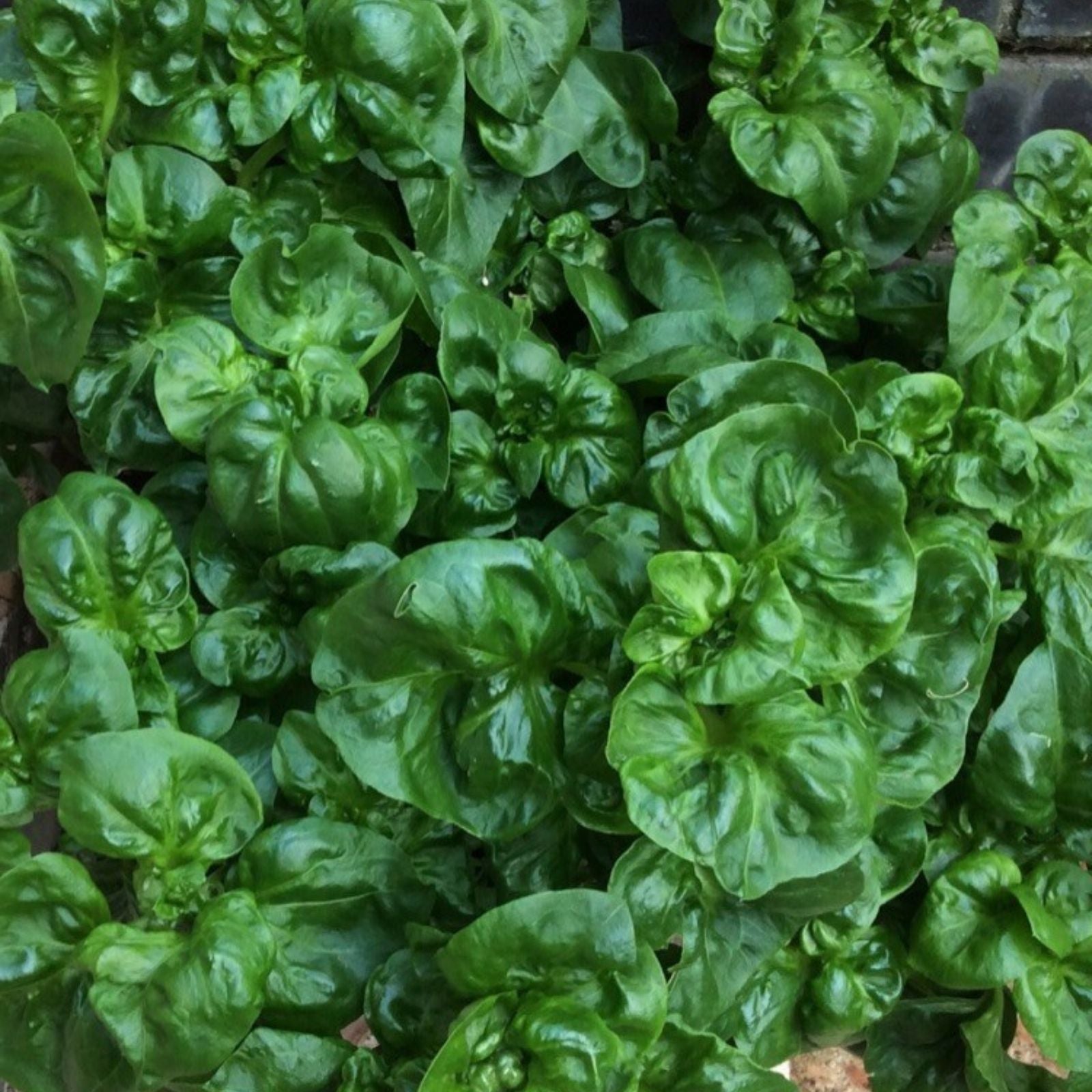 Brazilian Spinach Cuttings - 4 Edible Organic Plant Cuttings, Samba Lettuce, Sissoo Spinach, 4-5 inches
