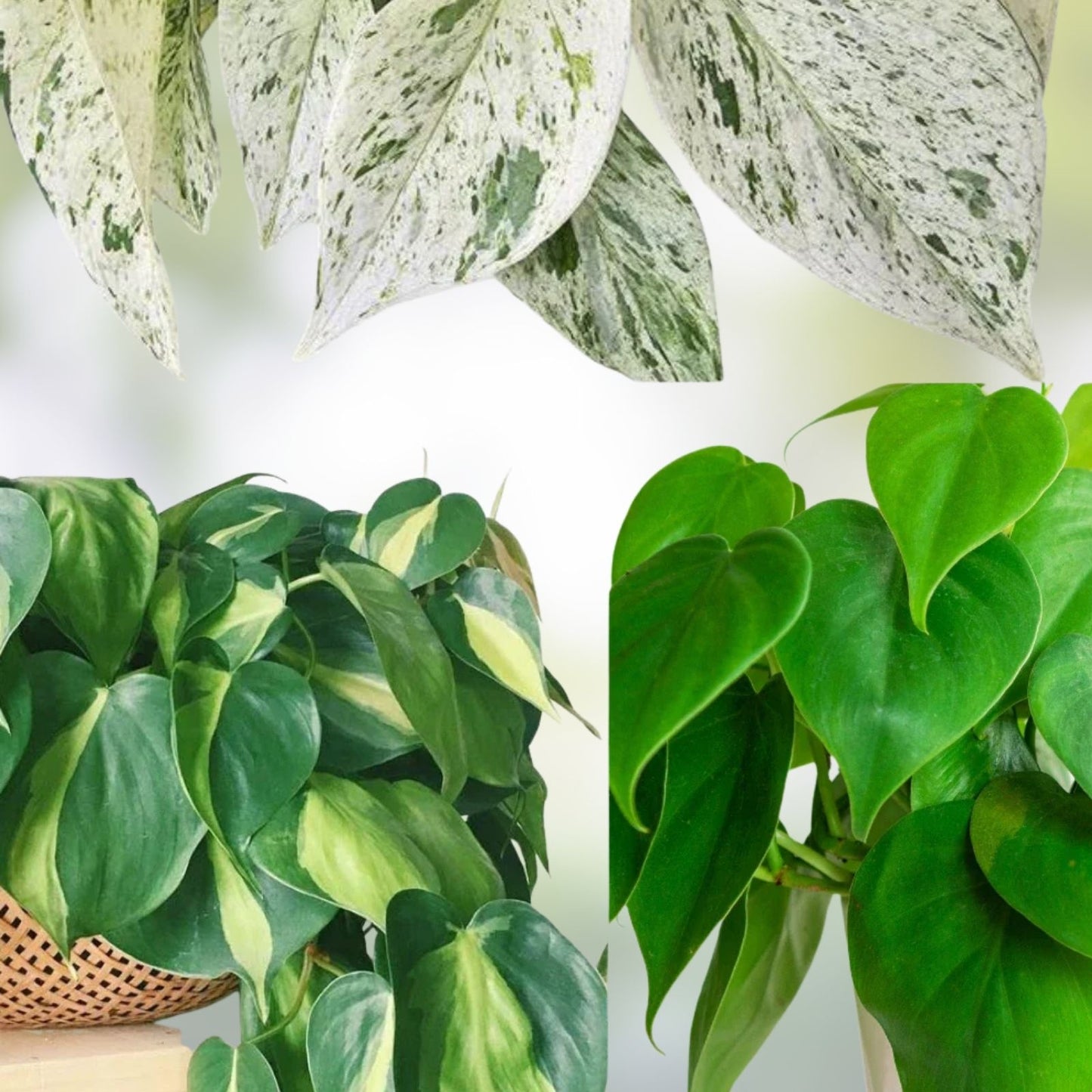 Philodendron Brazil Cuttings | Heartleaf Philodendron & Marble Queen Pothos Propagation Plants | Indoor Houseplant Cuttings